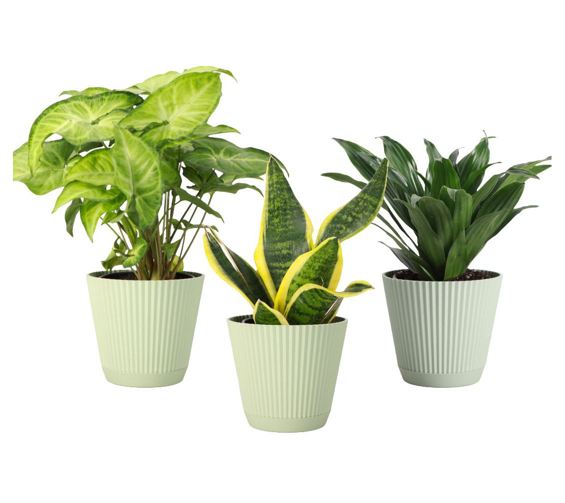 Thorsen's Greenhouse 3-Pack Live 4" Low Light Plants