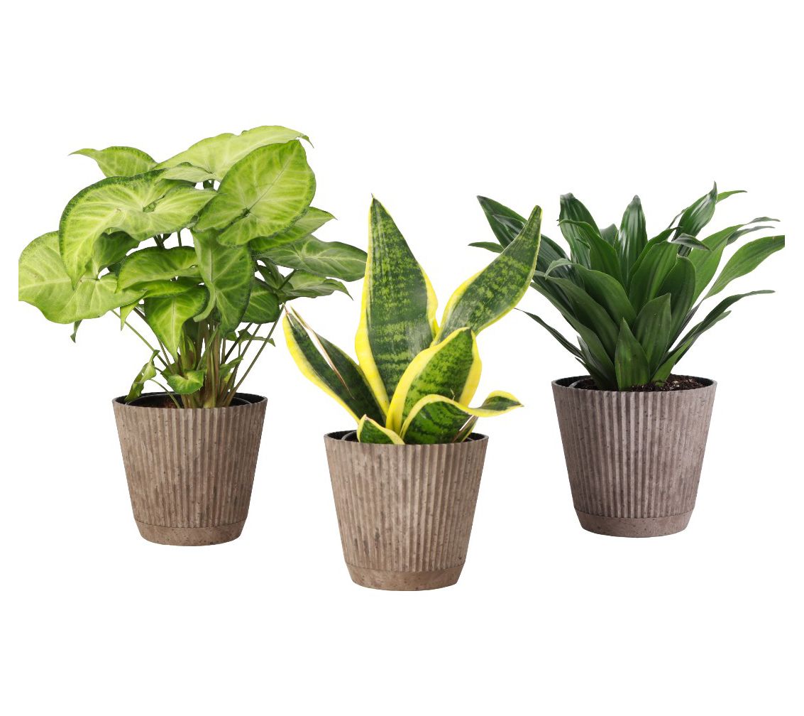 Thorsen's Greenhouse 3-Pack Live 4" Low Light Plants