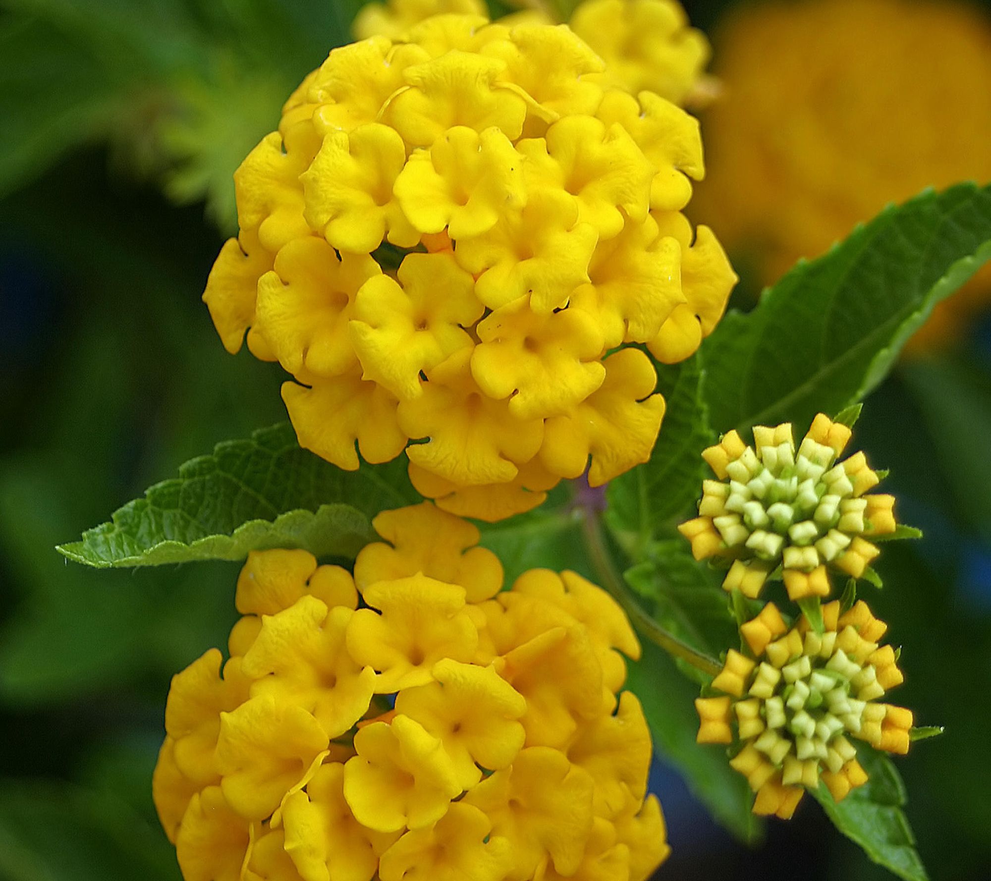 Cottage Farms 3 -Piece Little Lucky Yellow Lantana