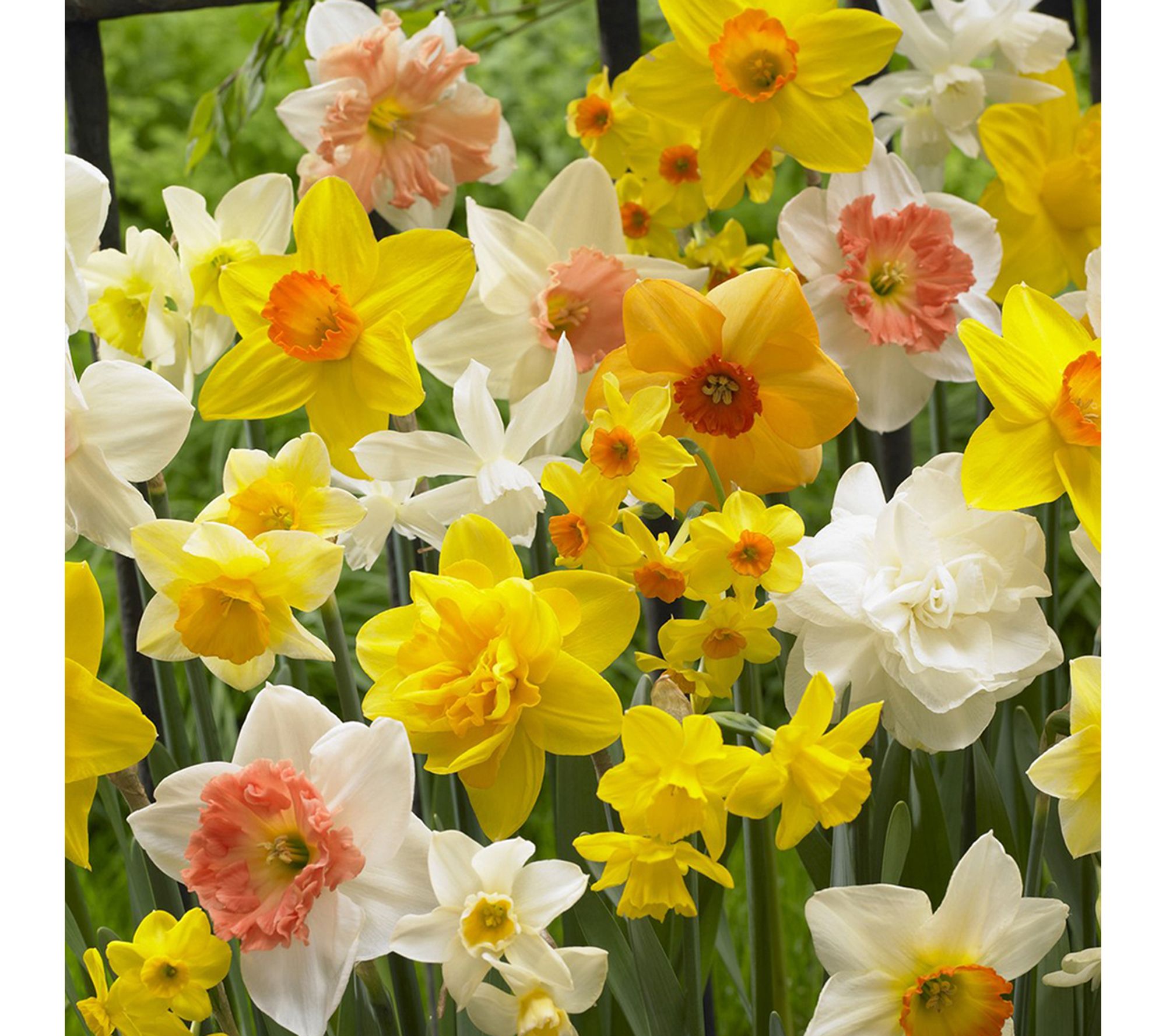 Van Zyverden Daffodils Kitchen Sink Mix Landscape 400 Bulbs