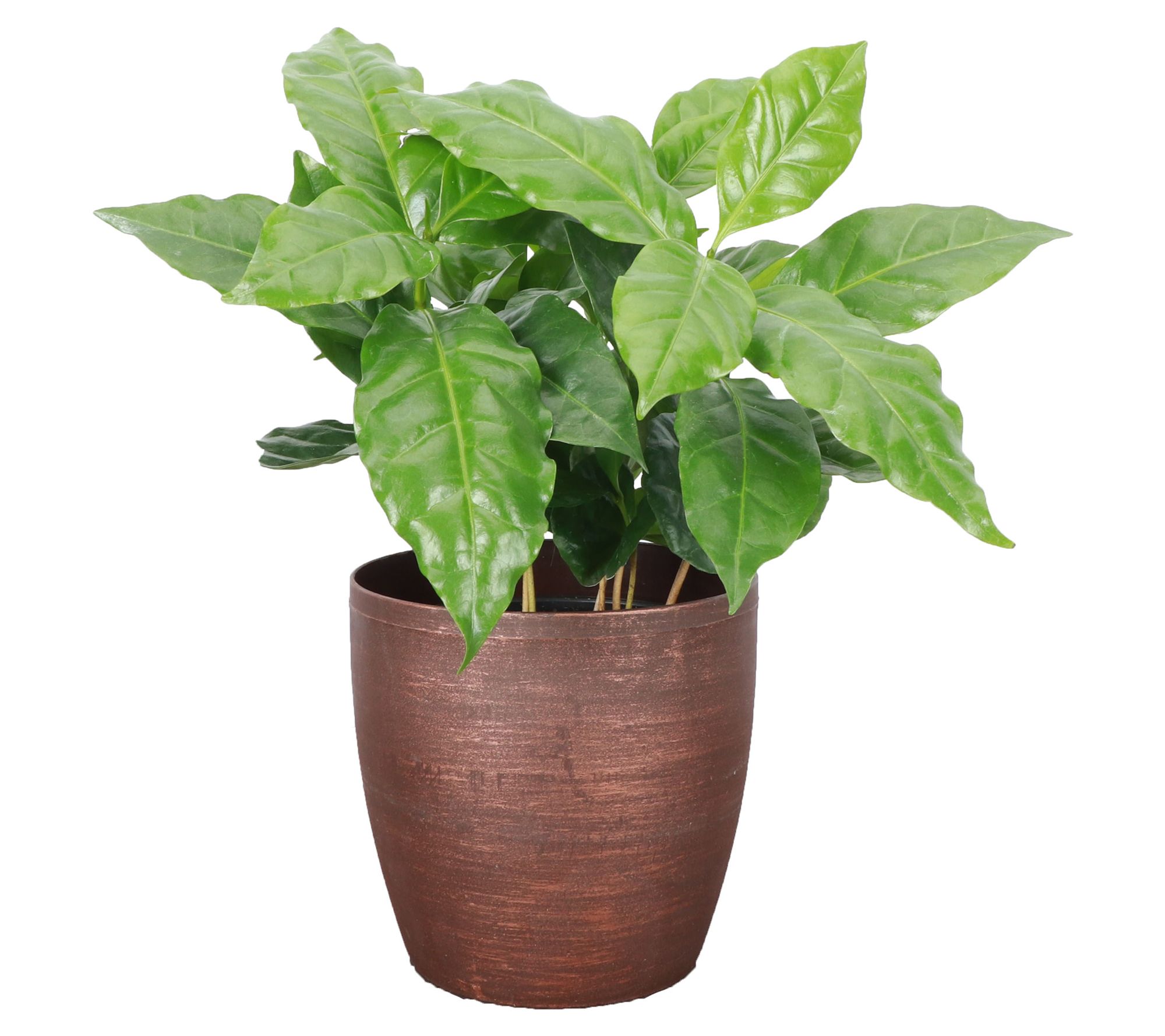 Thorsen's Greenhouse Live 4" Coffee Plant in Classic Pot