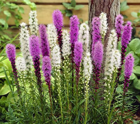 Roberta's 40-Piece Blazing Star Liatris Collection