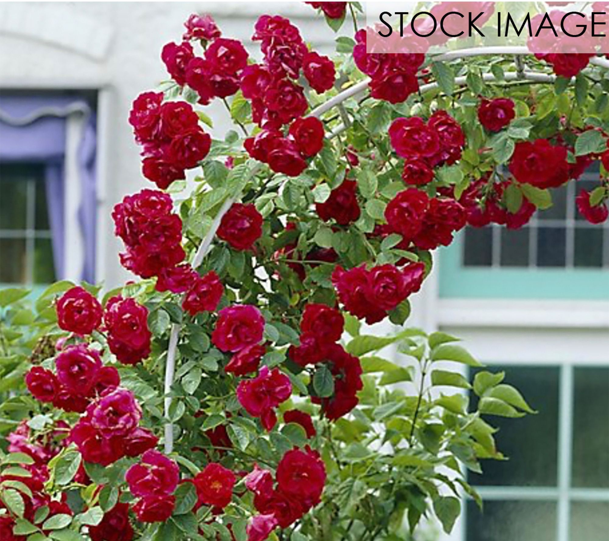 Van Zyverden Climbing Rose CL Blaze 1 Root Stock