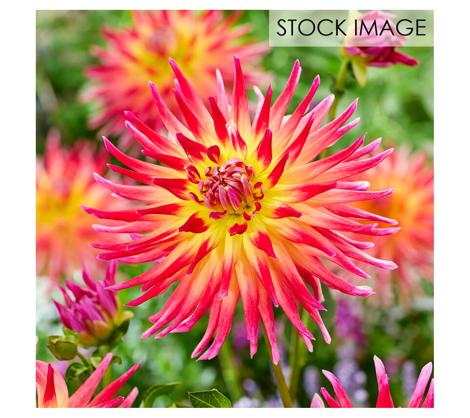 Van Zyverden Dahlias Electric Flash Set of 3 Bulbs