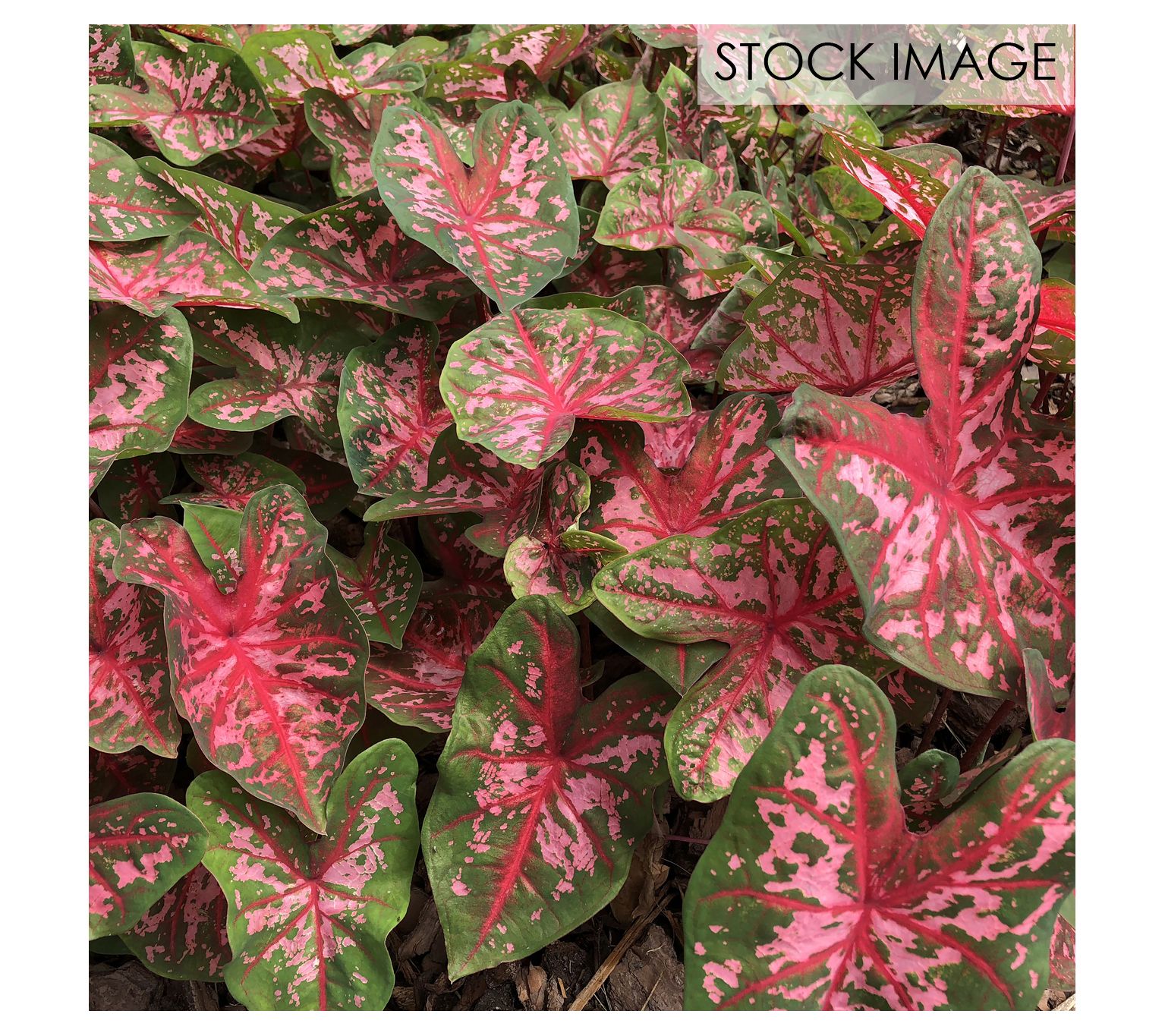 Van Zyverden Caladiums Fancy Leaf Carolyn Whort on 3 Bulbs