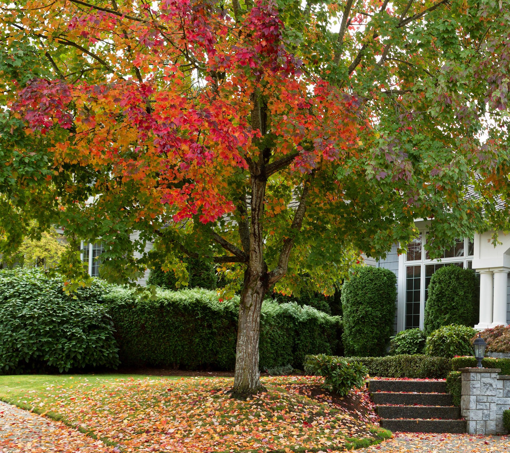 Cottage Farms Red Maple Tree