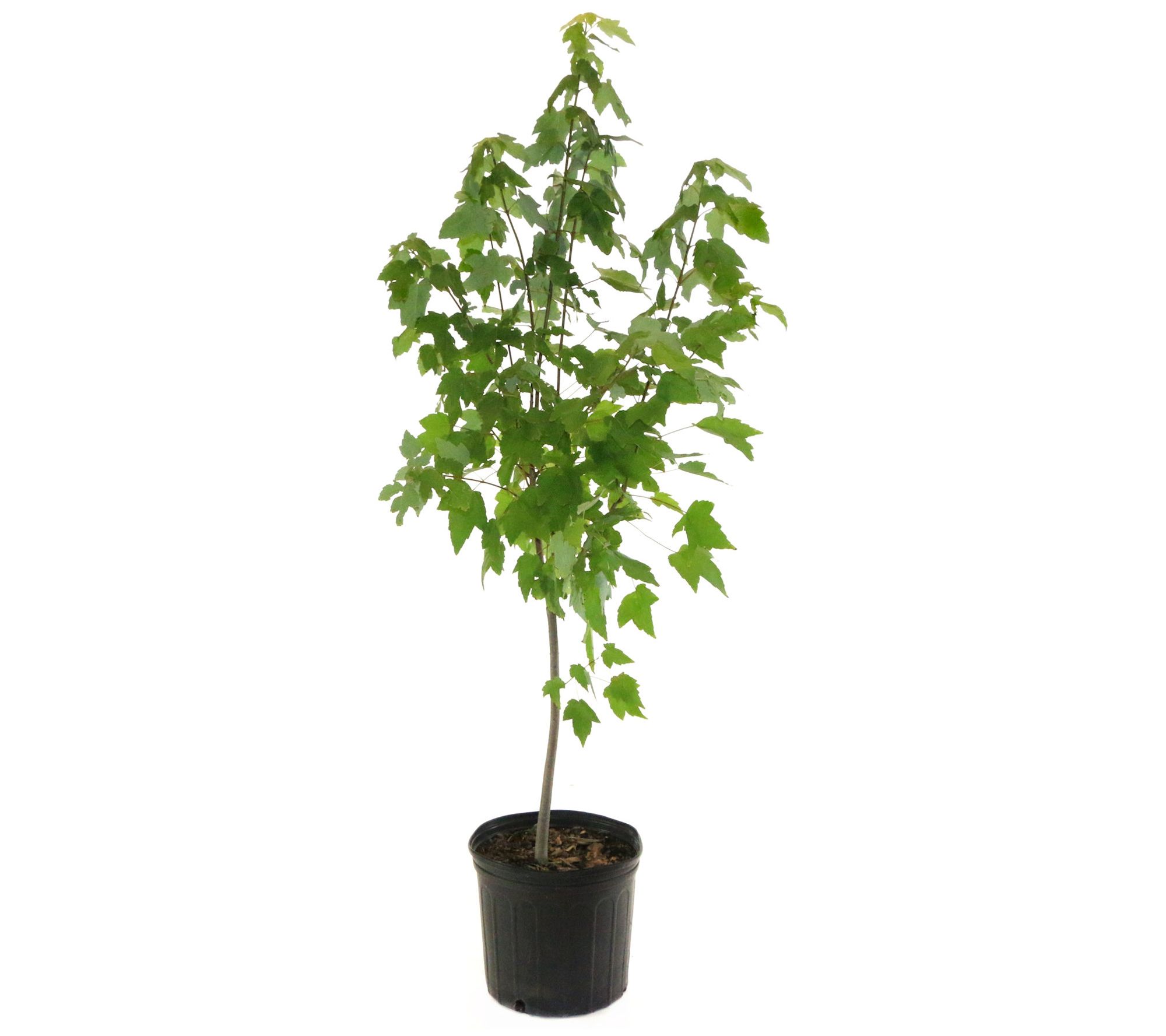 Cottage Farms Red Maple Tree