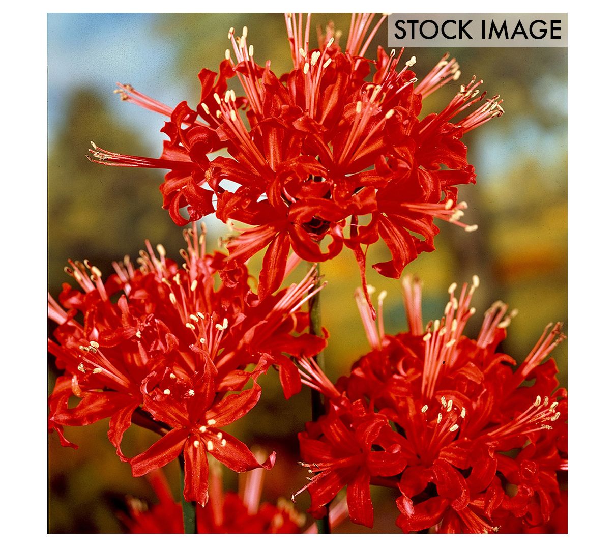 Van Zyverden Lycoris Radiata Set of 3 Bulbs