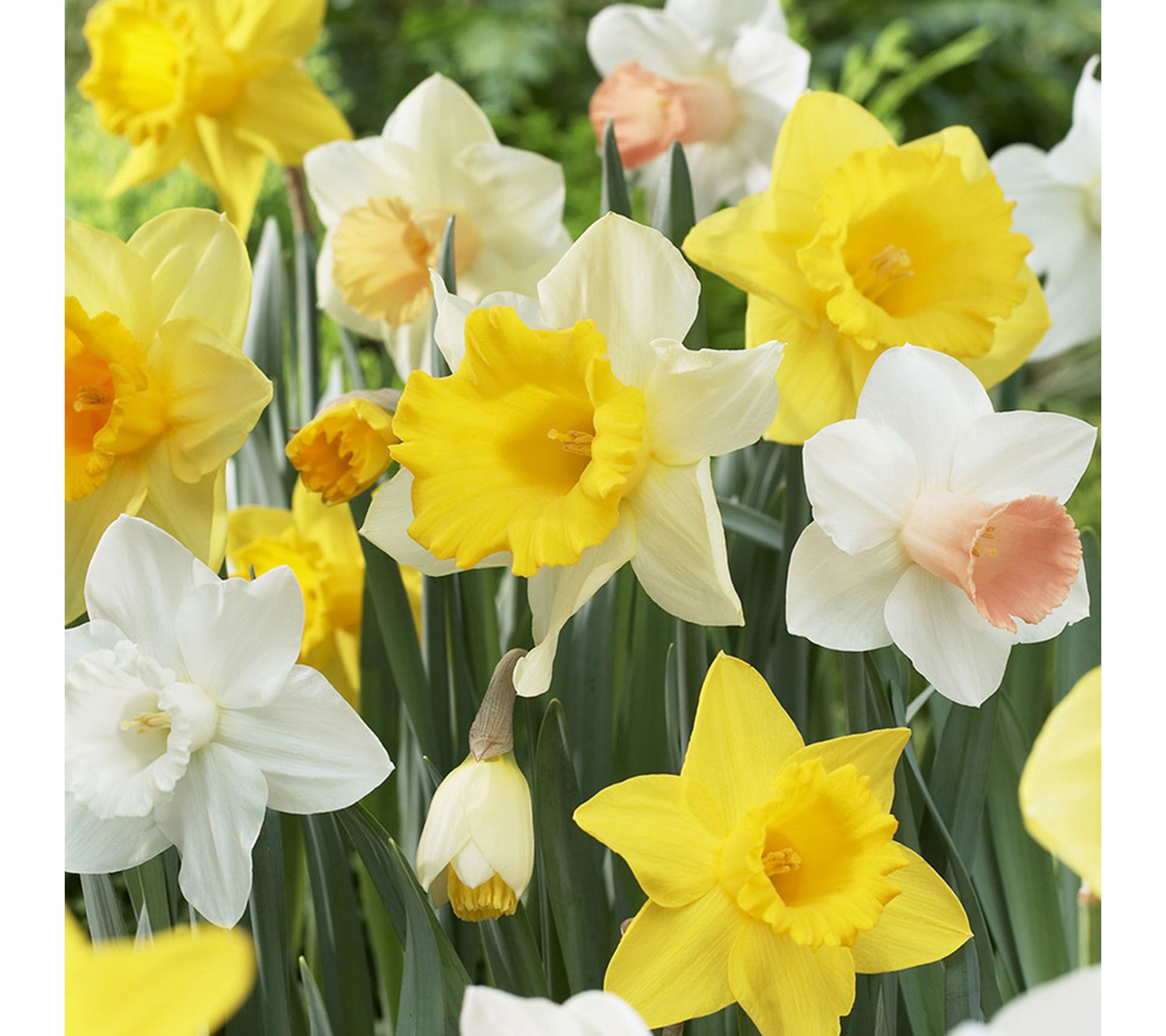 Van Zyverden Daffodils Naturalizing Dream Landscape 400 Bulbs