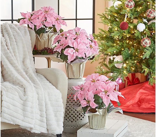 Set of 3 17.5" Poinsettia Plants by Valerie