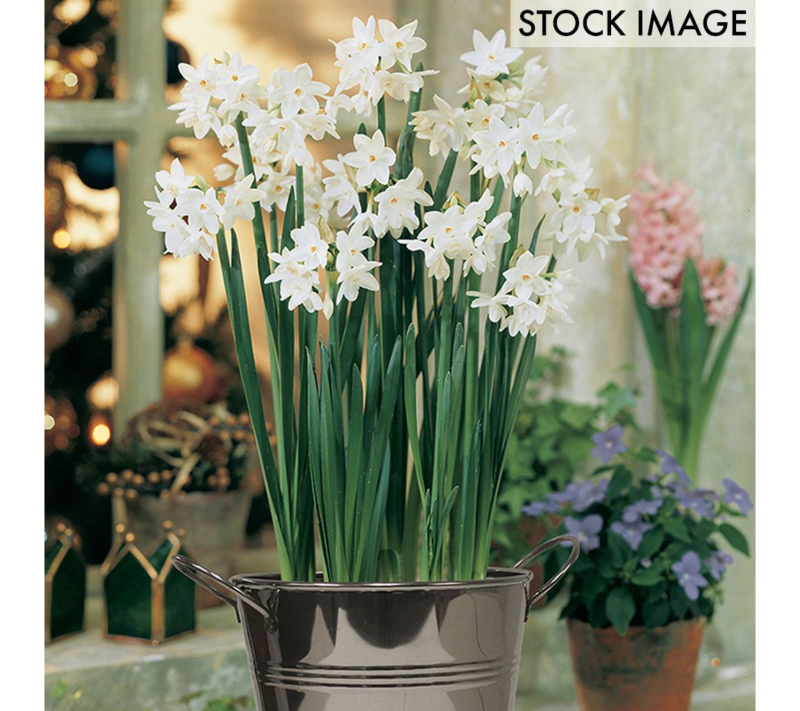 Van Zyverden Paperwhite Kit With White Chalk Metal Cachepot