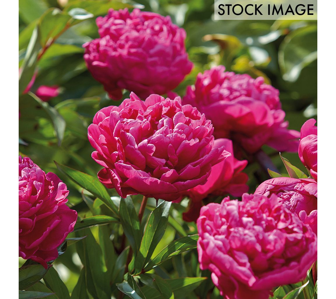 Van Zyverden Peonies Karl Rosenfield Set of 6 Roots