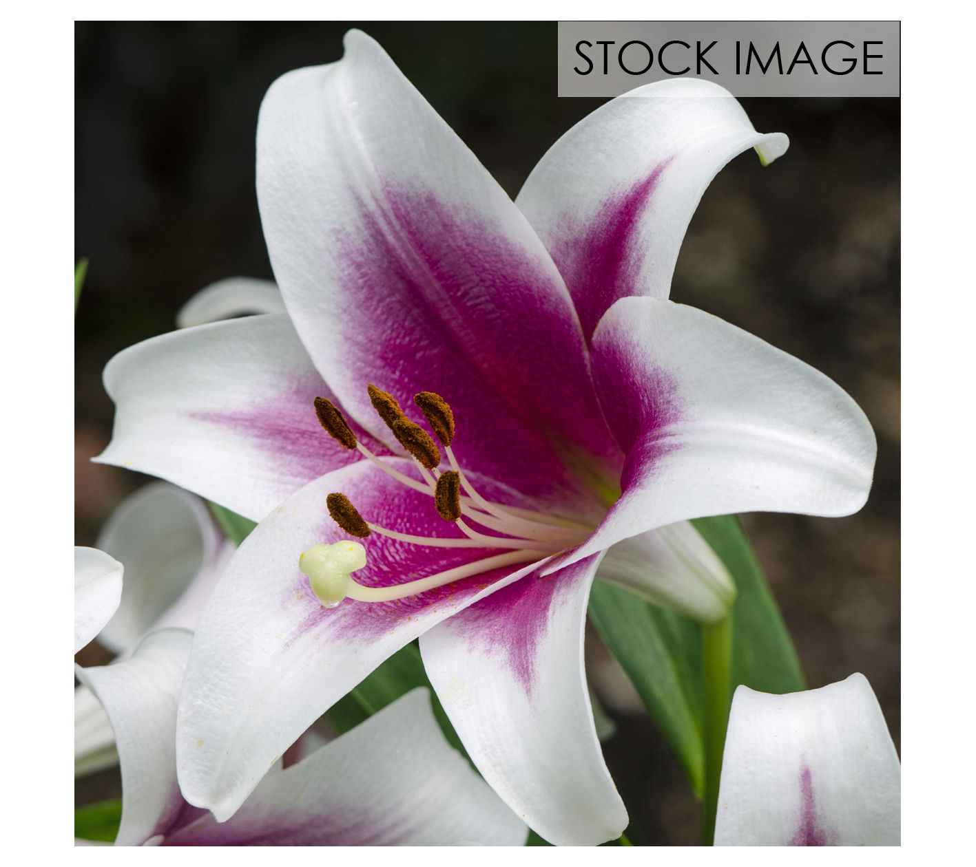 Van Zyverden Lilies Friso Set of 7 Bulbs