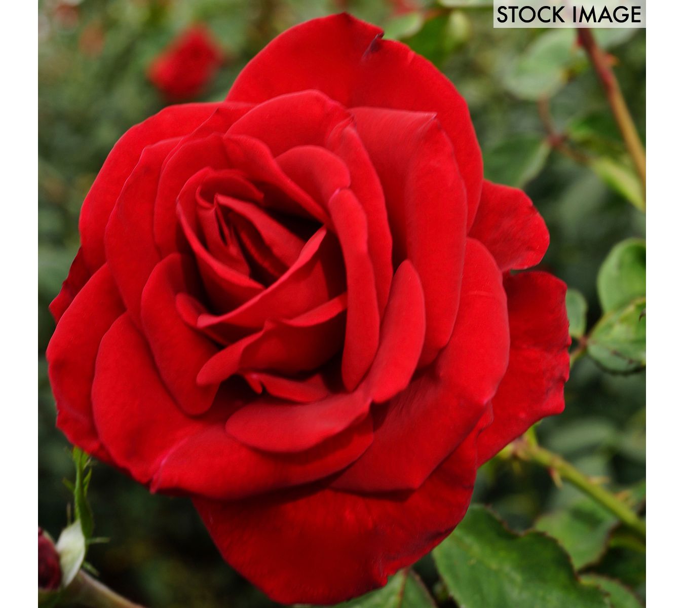 Van Zyverden Roses Olympiad 1 Root Stock