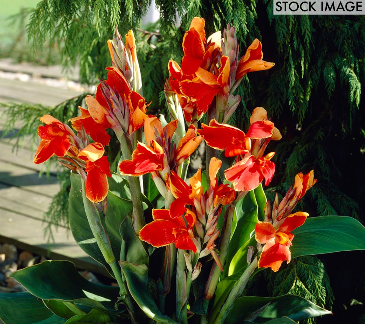 Van Zyverden Cannas Rosemond Cole Set of 5 Bulbs