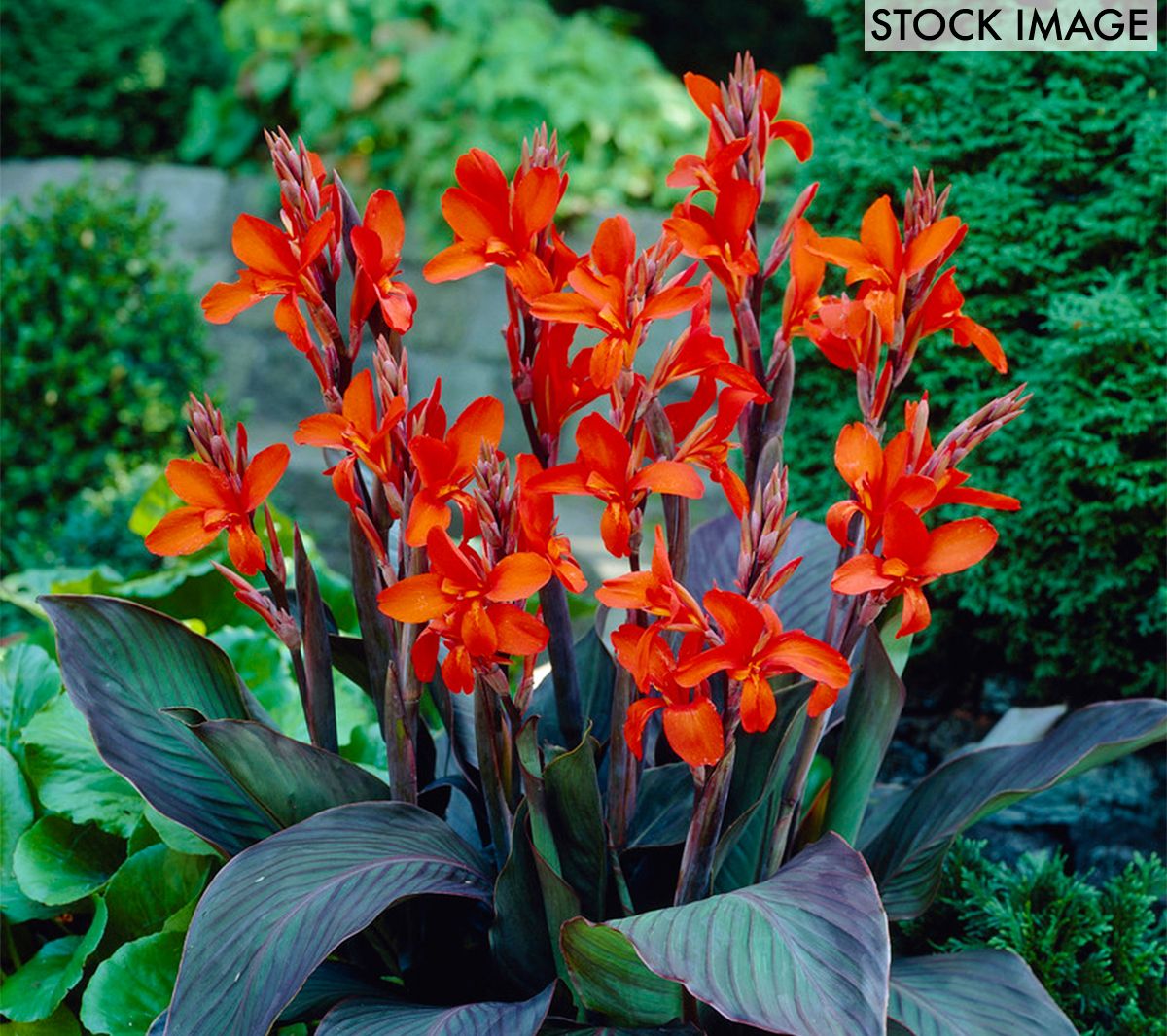 Van Zyverden Cannas Eric Neubert Set of 5 Bulbs