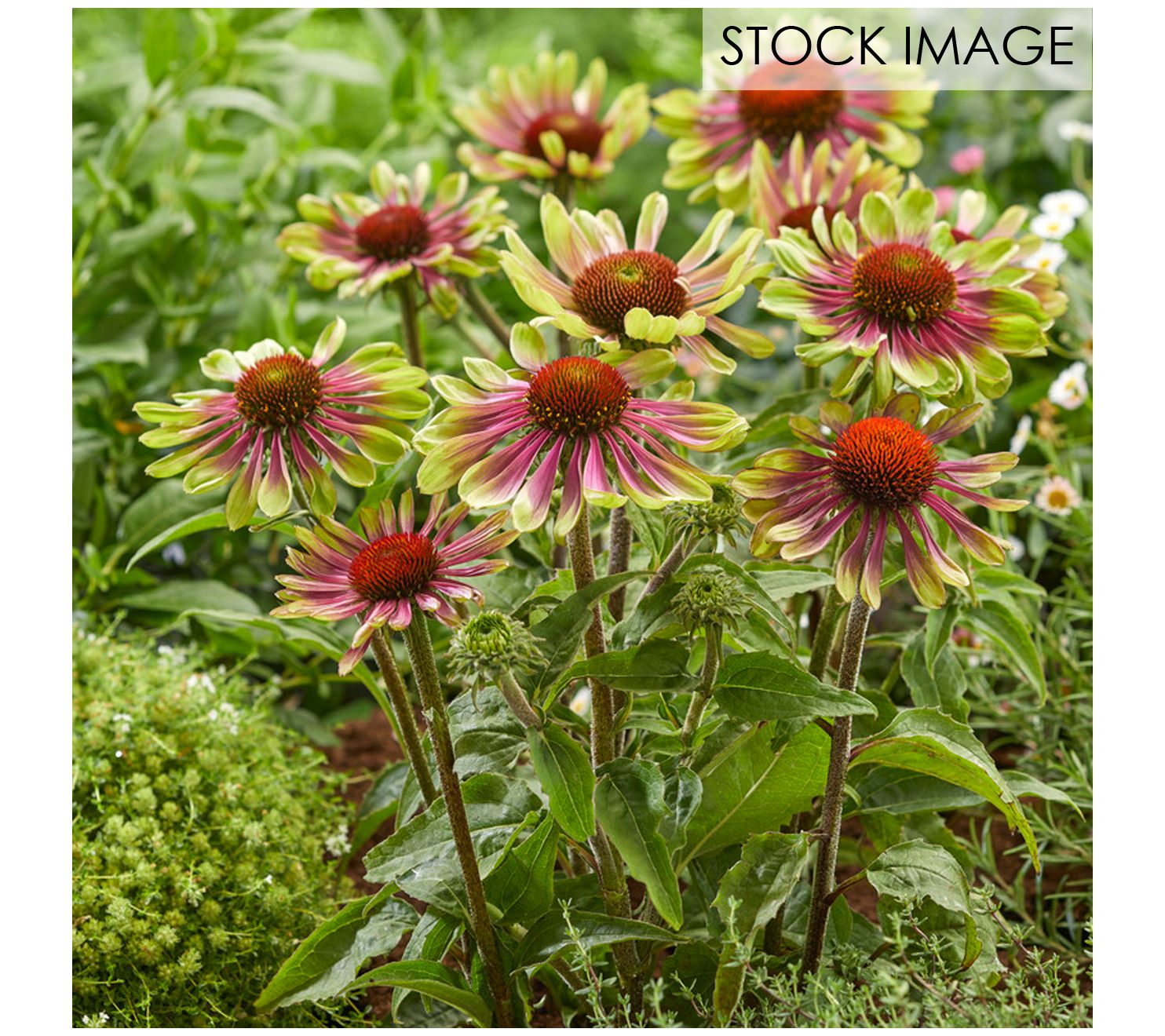 Van Zyverden Echinacea Green Twister Set of 3 Roots