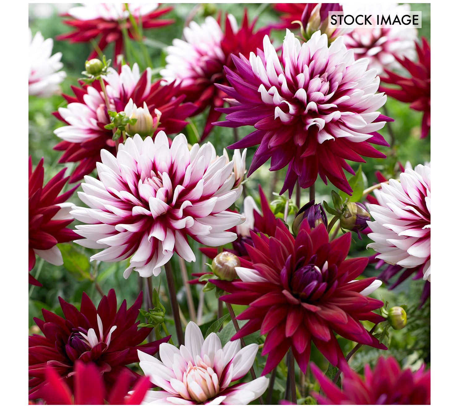 Van Zyverden Dahlias Rebecca's World Set of 5 Tubers