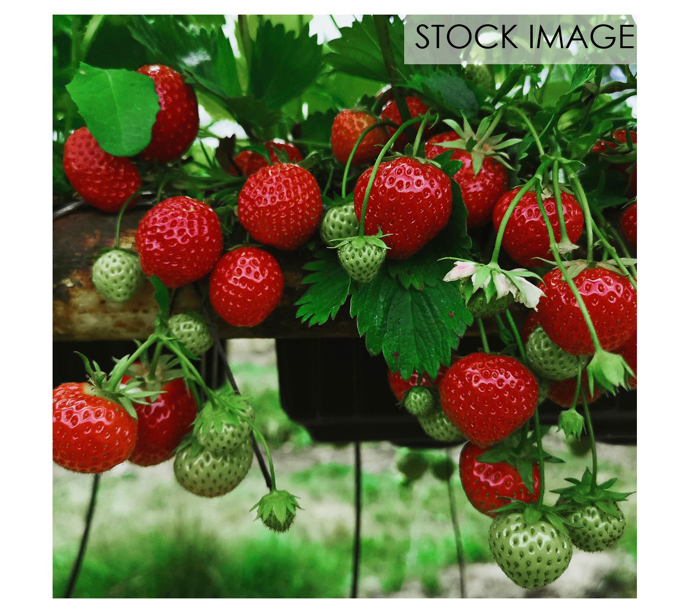 Van Zyverden Everbearing Strawberries Chandler20 Roots