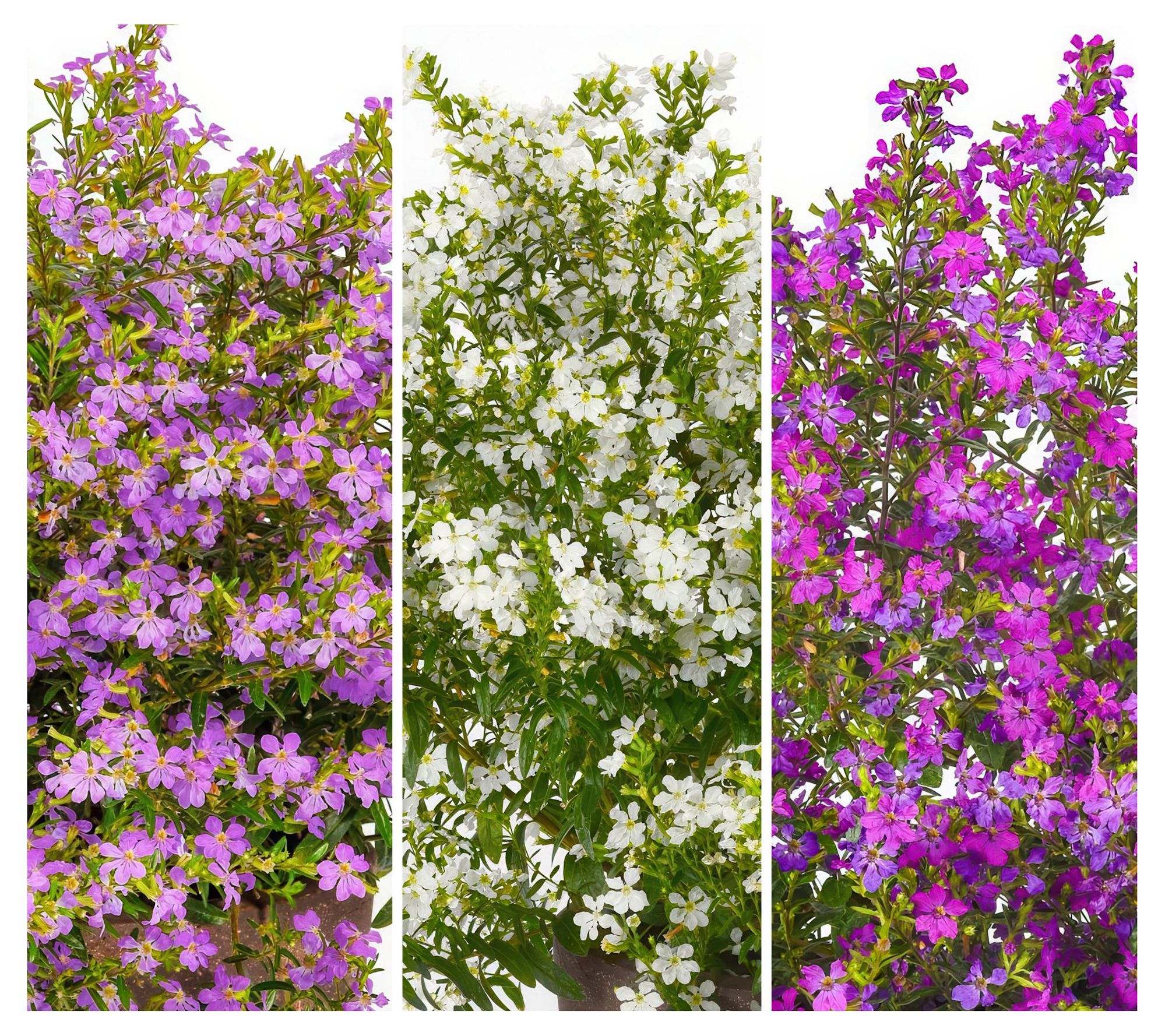 Cottage Farms 3-Piece Enchantia Hawaiian Heather