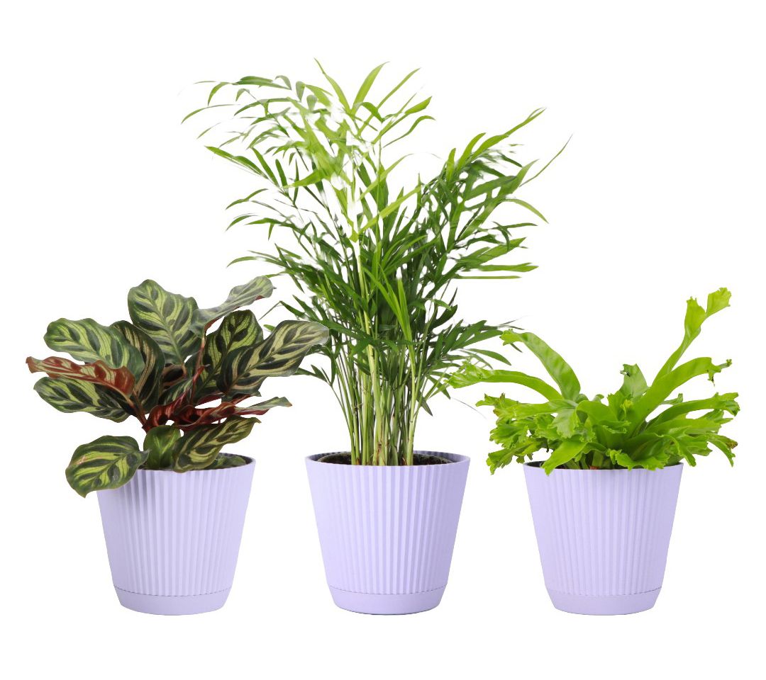 Thorsen's Greenhouse 3-pack of Live 4" Pet Friendly Plants