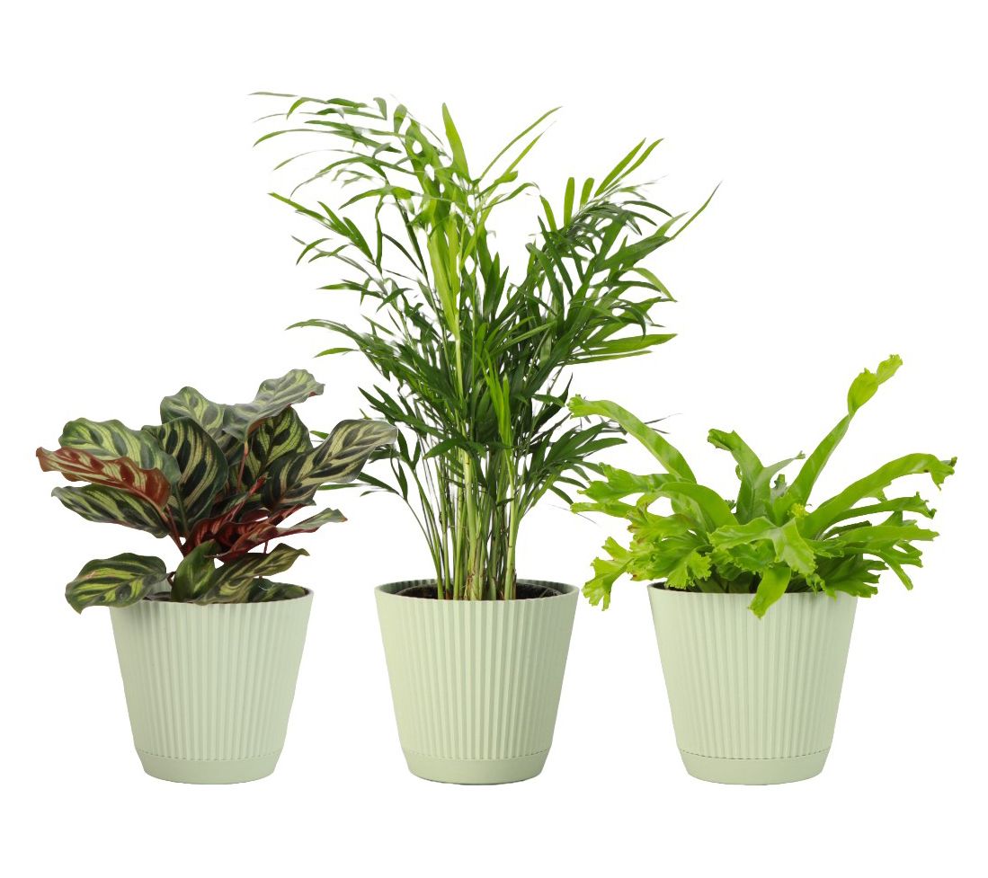 Thorsen's Greenhouse 3-pack of Live 4" Pet Friendly Plants