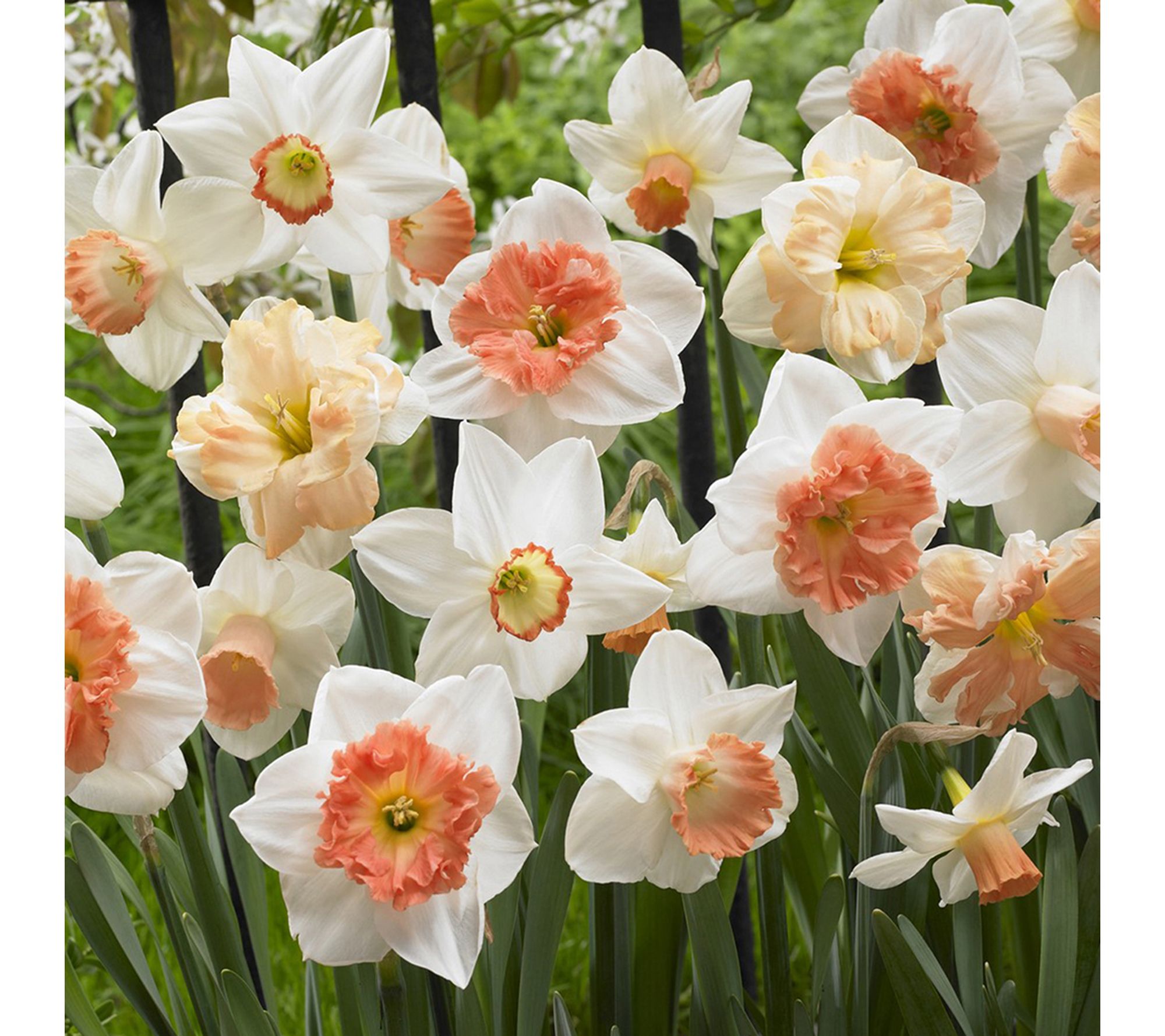 Van Zyverden Daffodils Pink Mix Landscape Set of 500 Bulbs