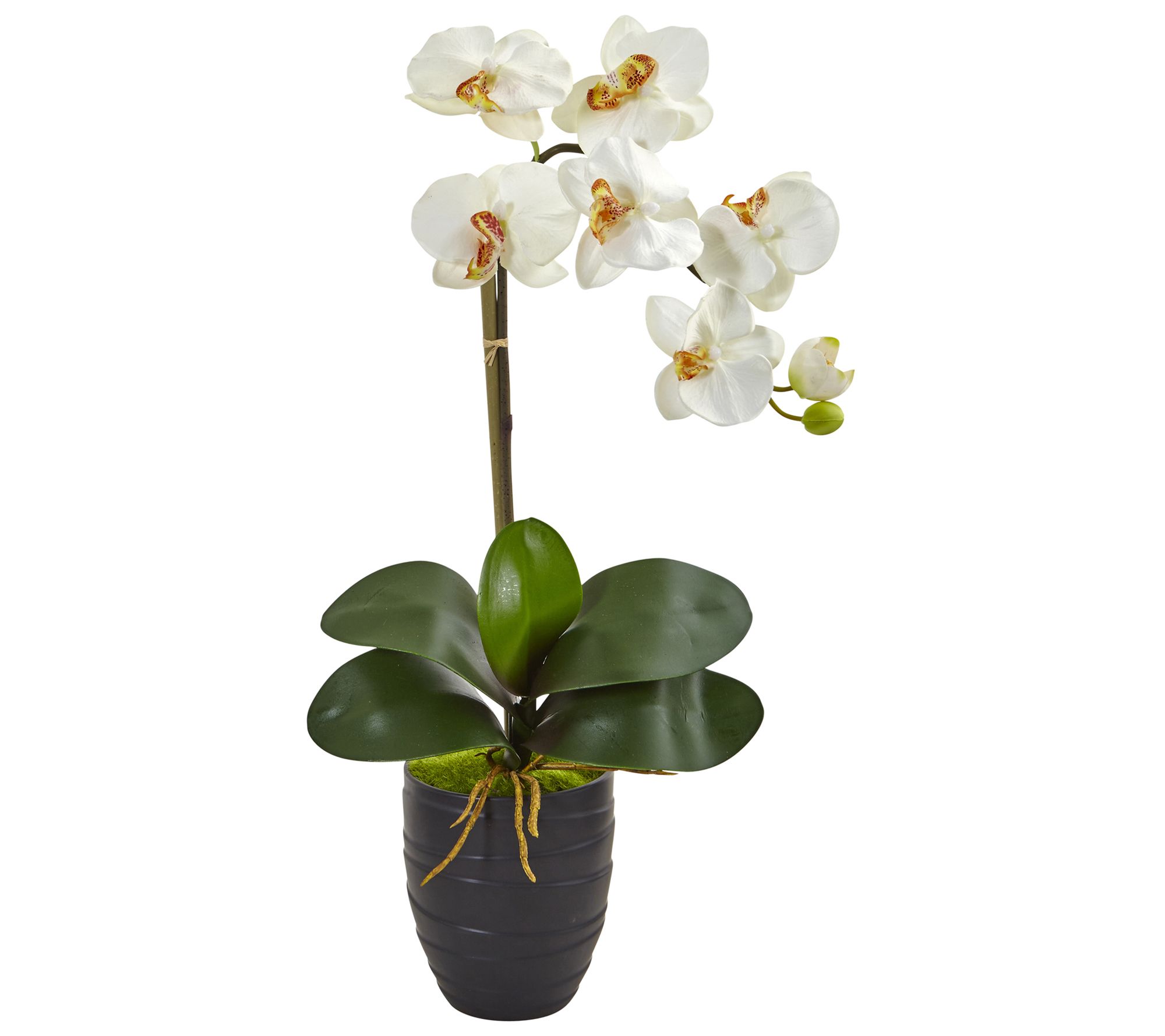 Phalaenopsis Orchid Arrangement in Vase by Nearly Natural