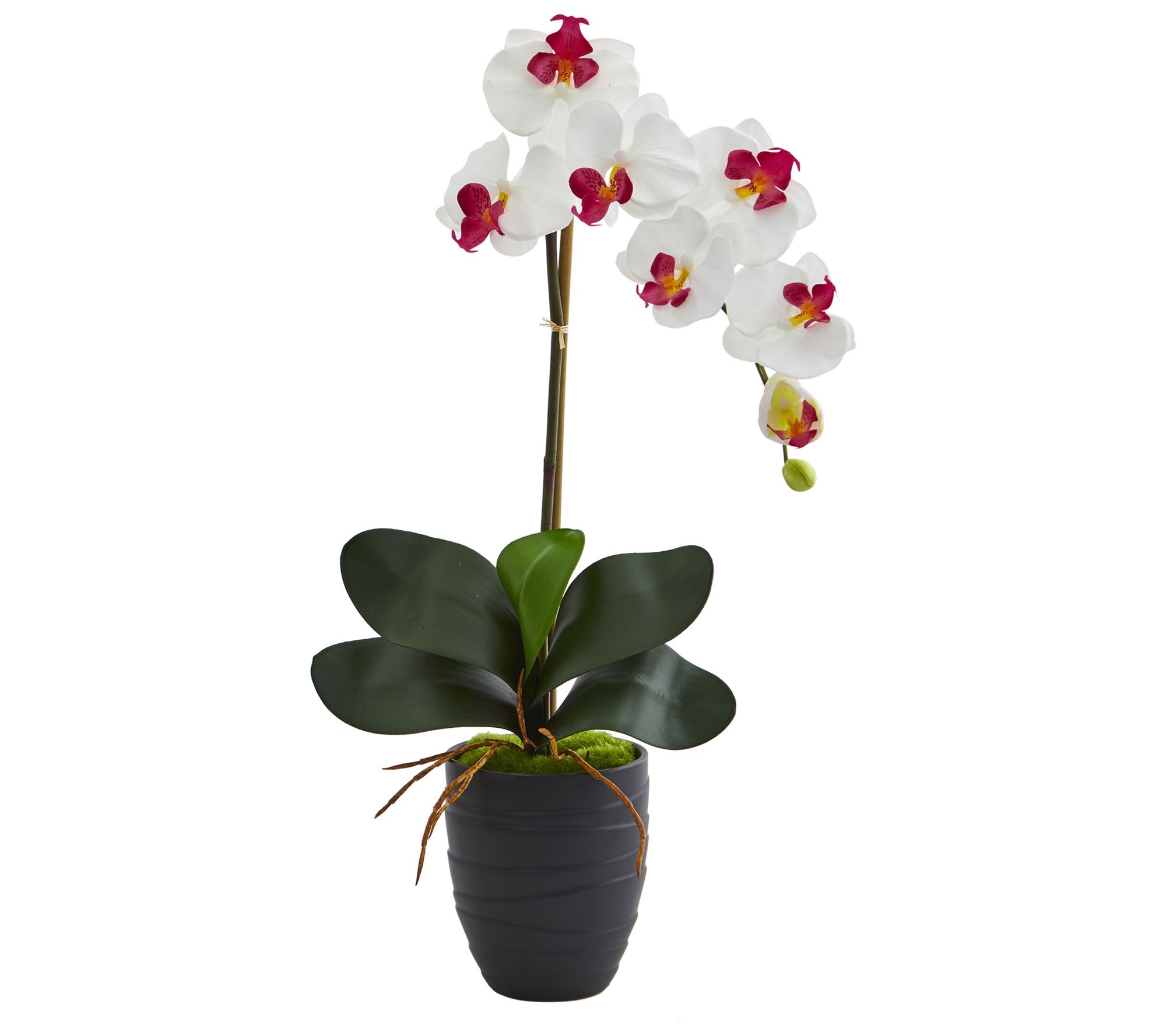 Phalaenopsis Orchid Arrangement in Vase by Nearly Natural