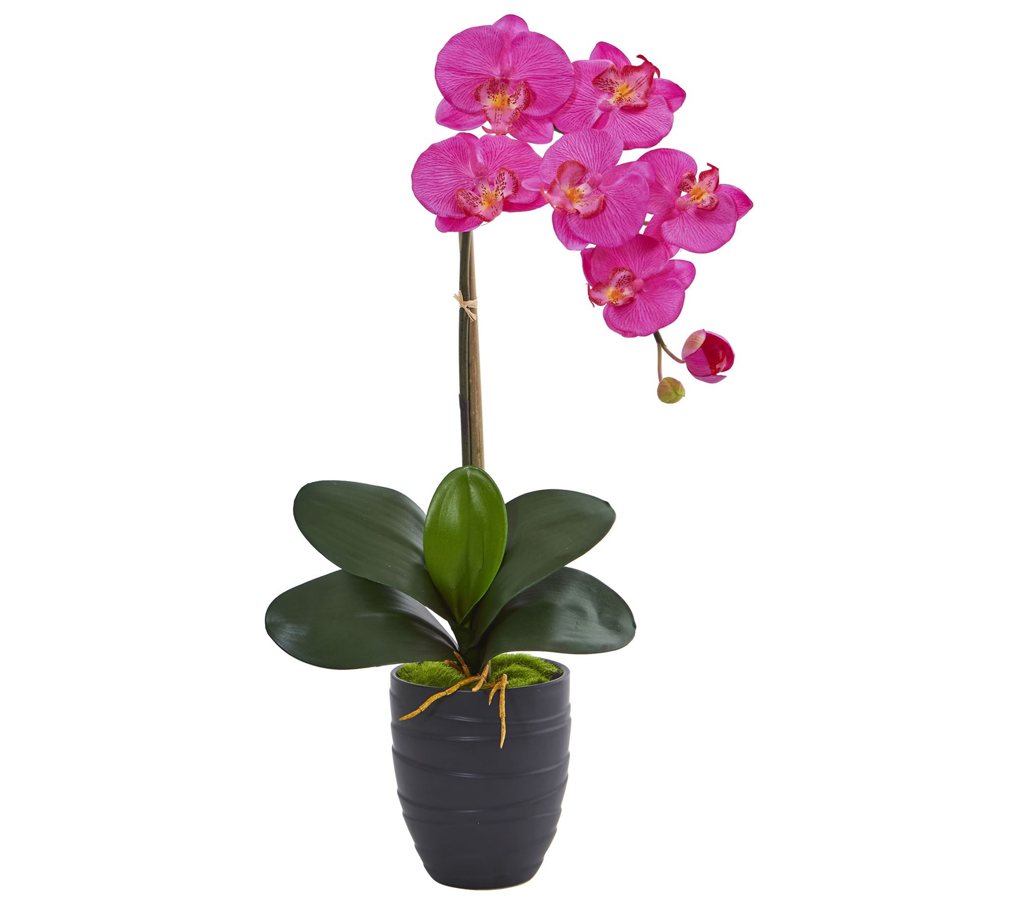 Phalaenopsis Orchid Arrangement in Vase by Nearly Natural