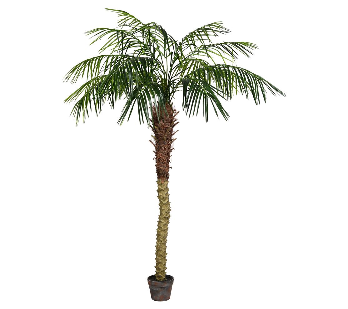 6' Potted Phoenix Palm Tree by Vickerman - QVC.com