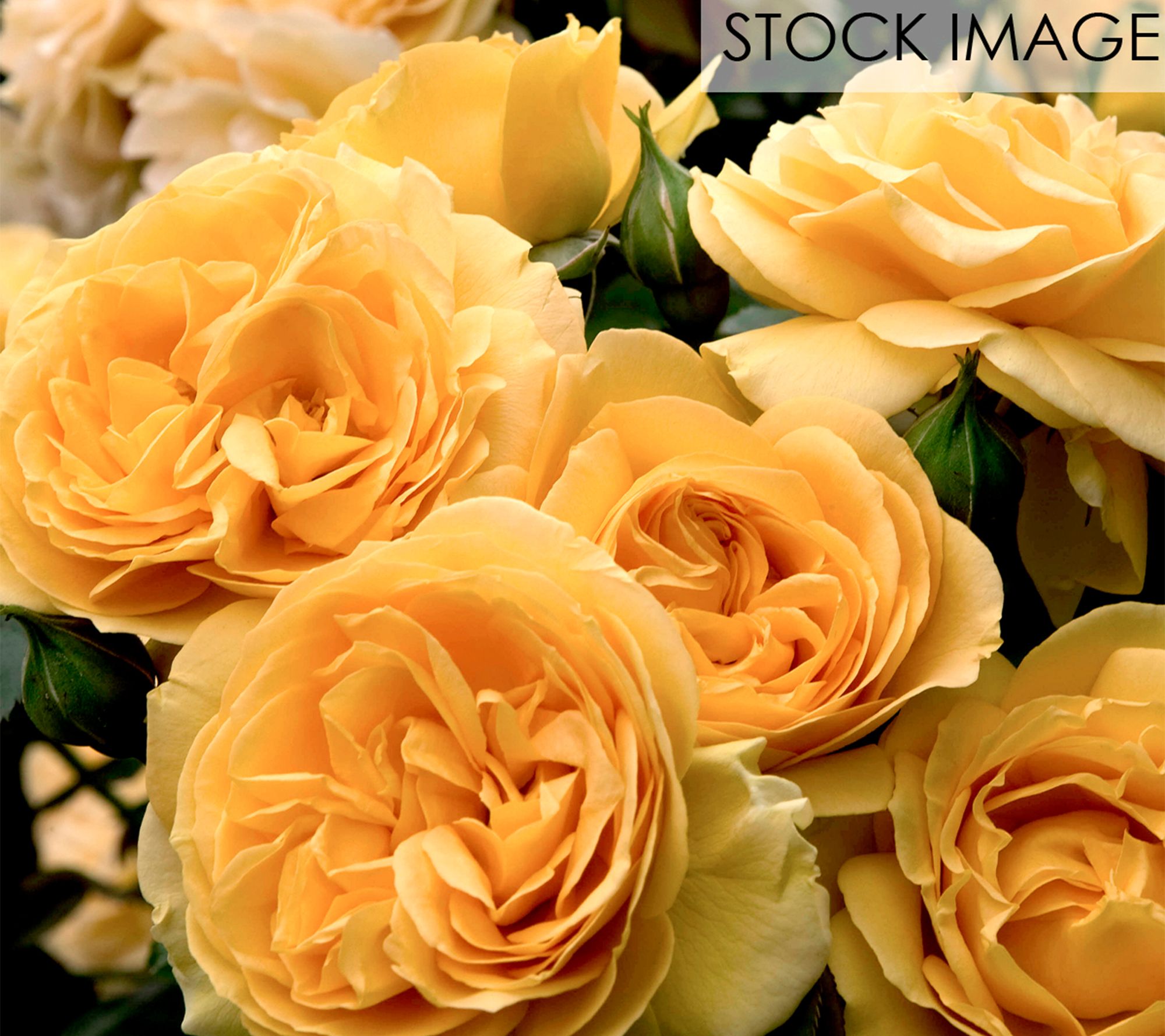 Van Zyverden Roses Julia Child 1 Root Stock