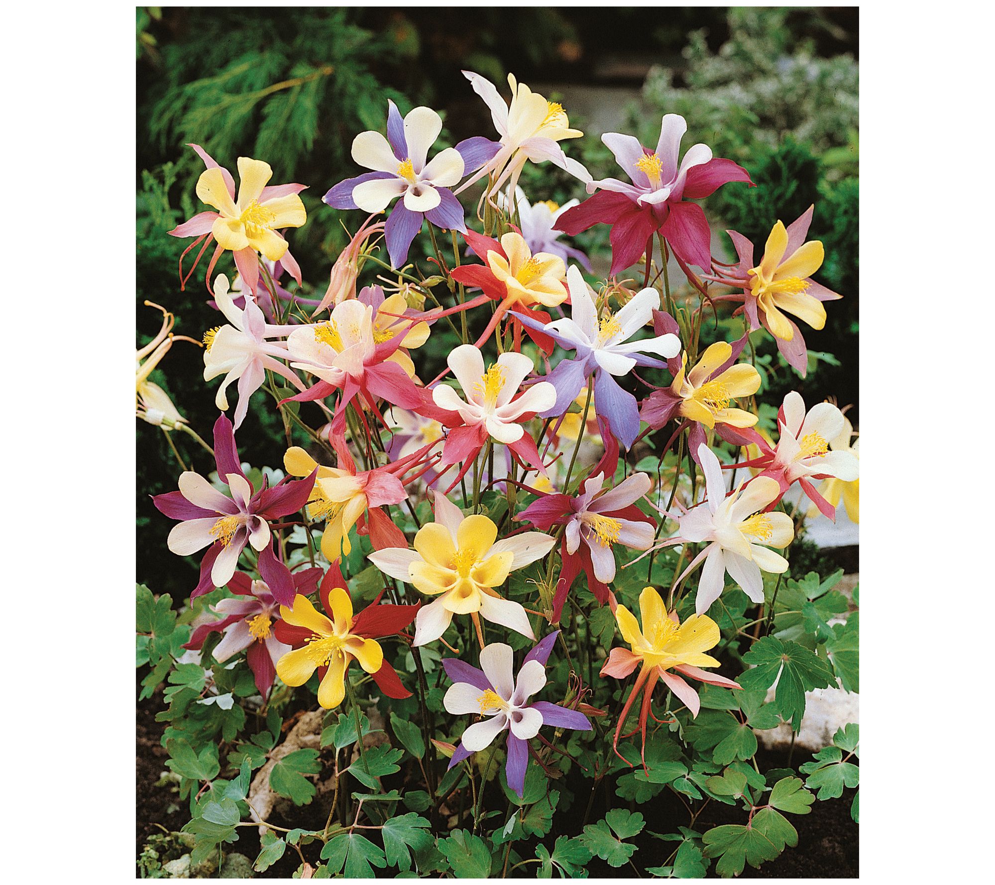 Roberta's 4 pc. McKana Giant Columbine Mix