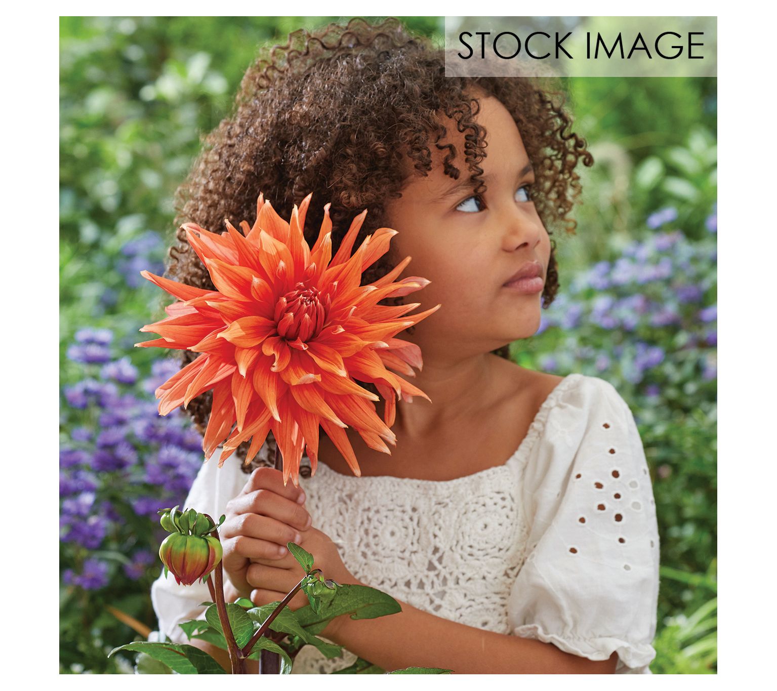 Van Zyverden Dahlias Spectacle Set of 5 Bulbs