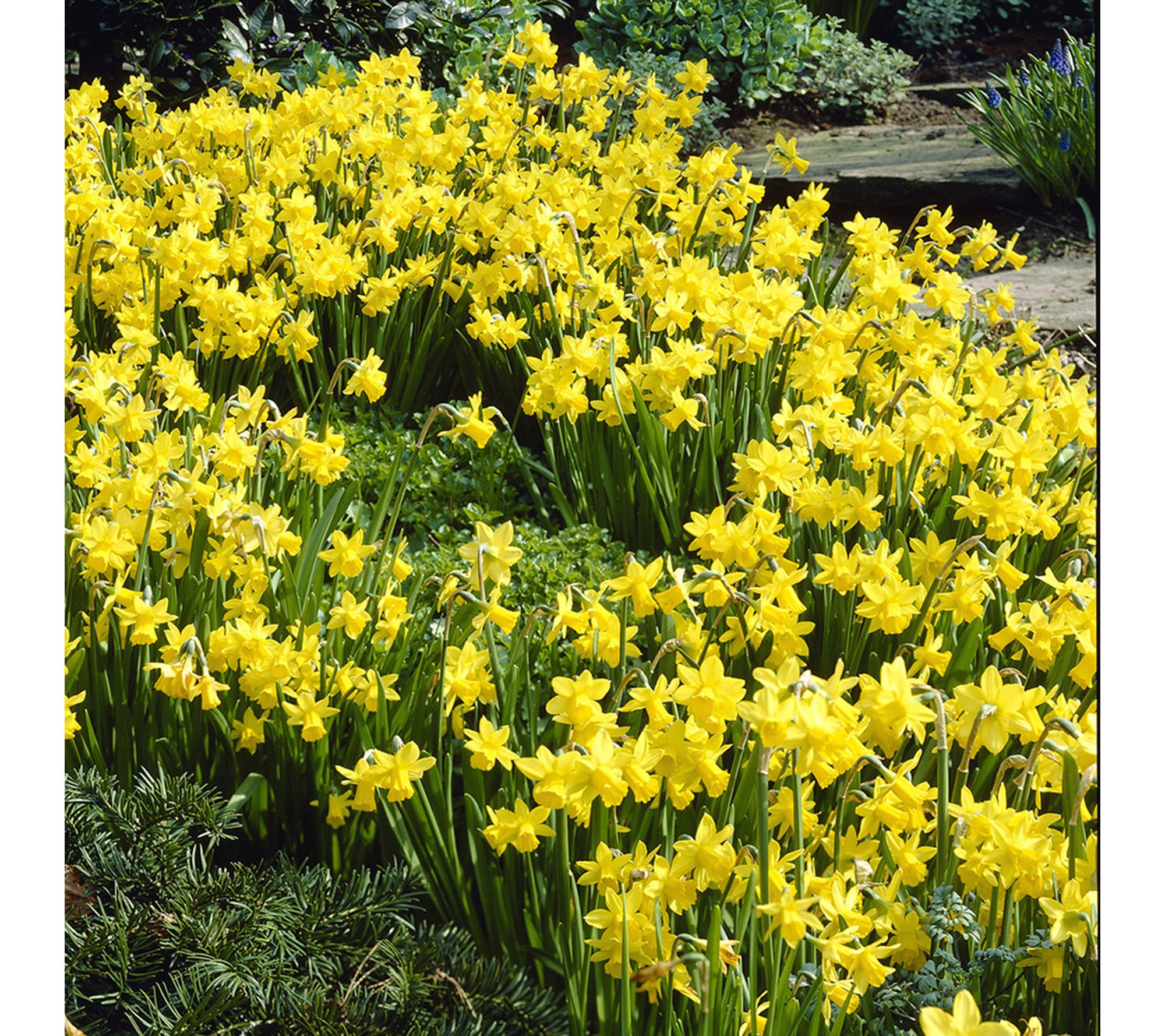 Van Zyverden Daffodils Tete A Tete Landscape Set of 600 Bulbs
