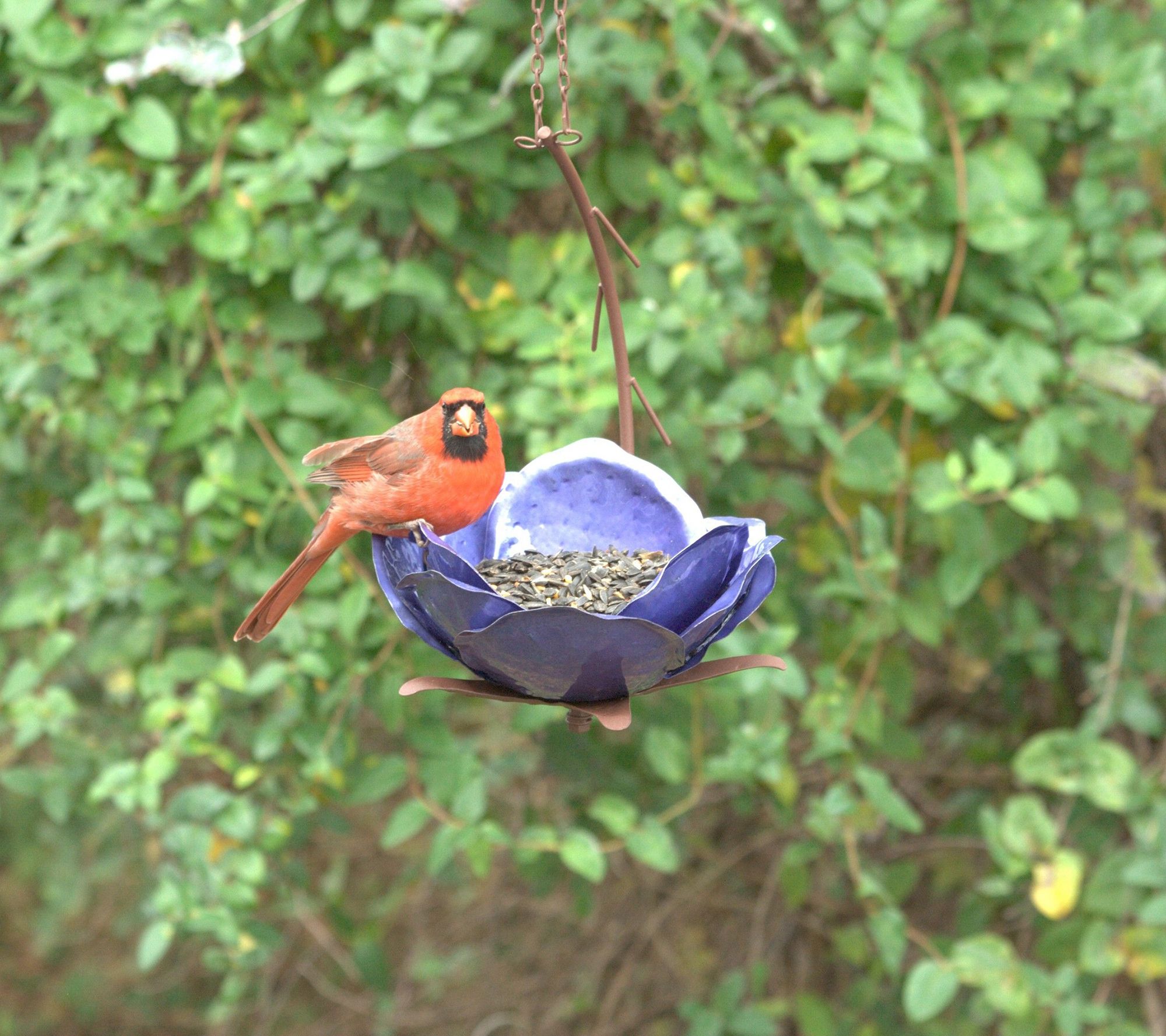 Desert Steel Mystic Merlin Metal Hanging Outdoor Bird Feeder