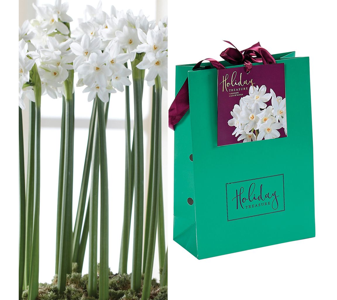 Van Zyverden Paperwhite Kit With Artisan Decora tive Planter