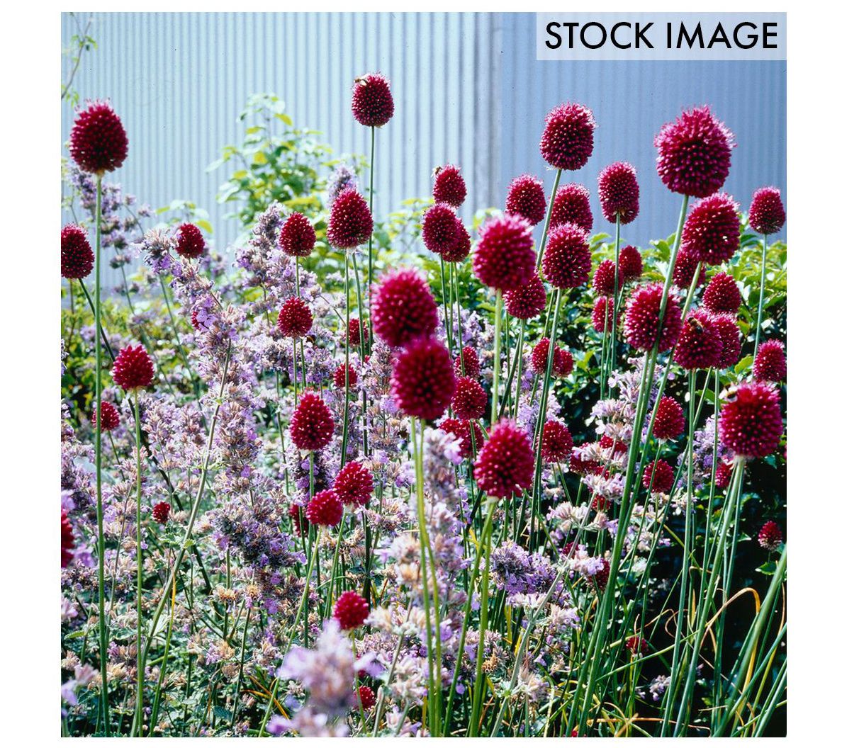 Van Zyverden Allium Sphaerocephalon Set of 25 Bulbs