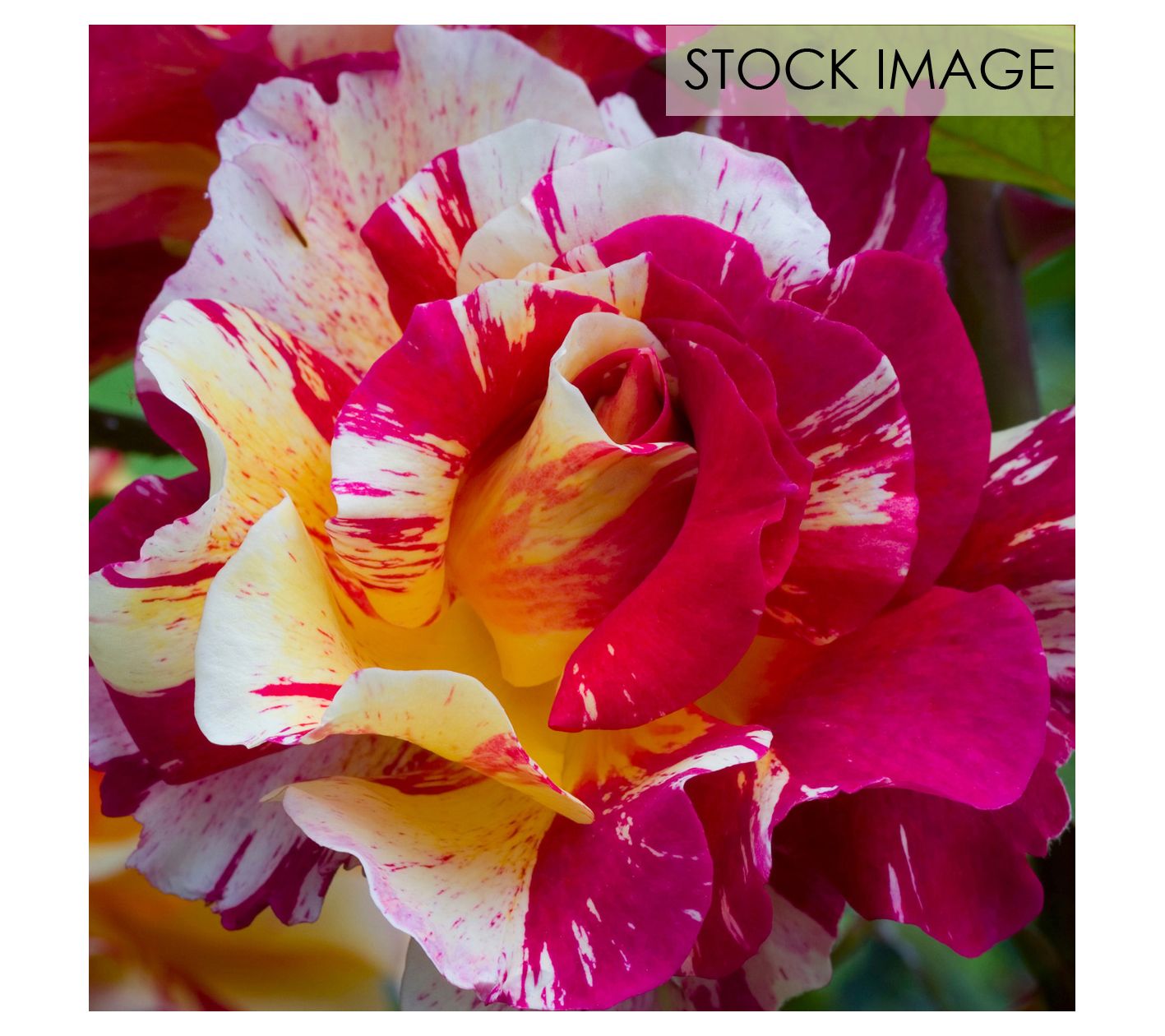 Van Zyverden Roses Maurice Utrillo 1 Root Stock