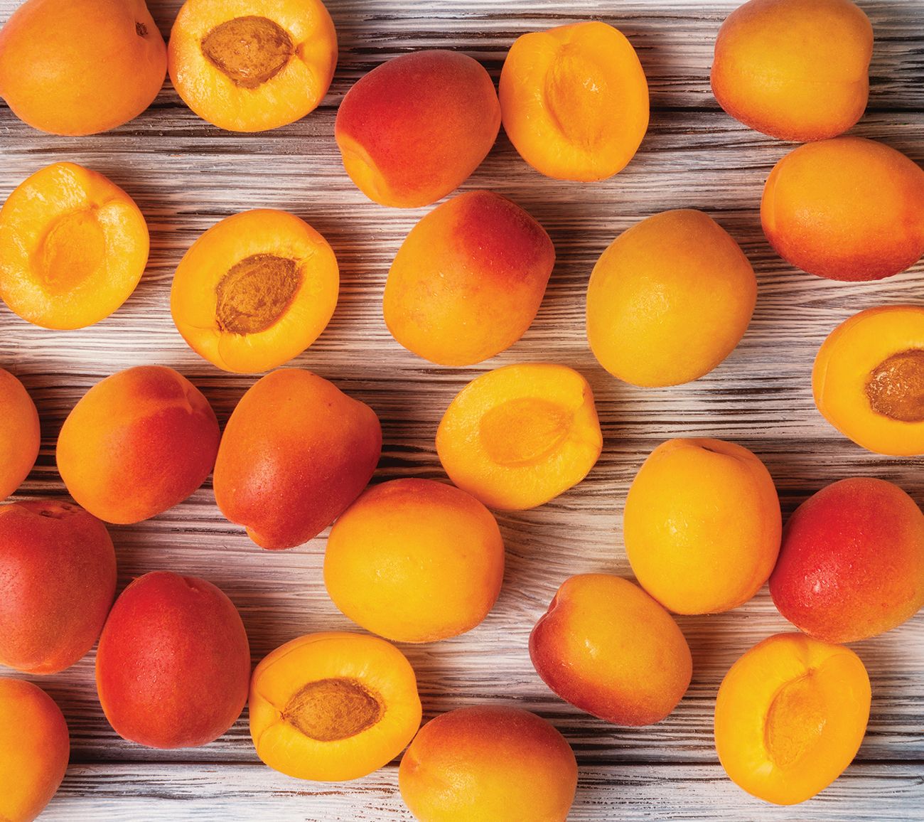 Van Zyverden Apricot Tree Moorpark Root Stock