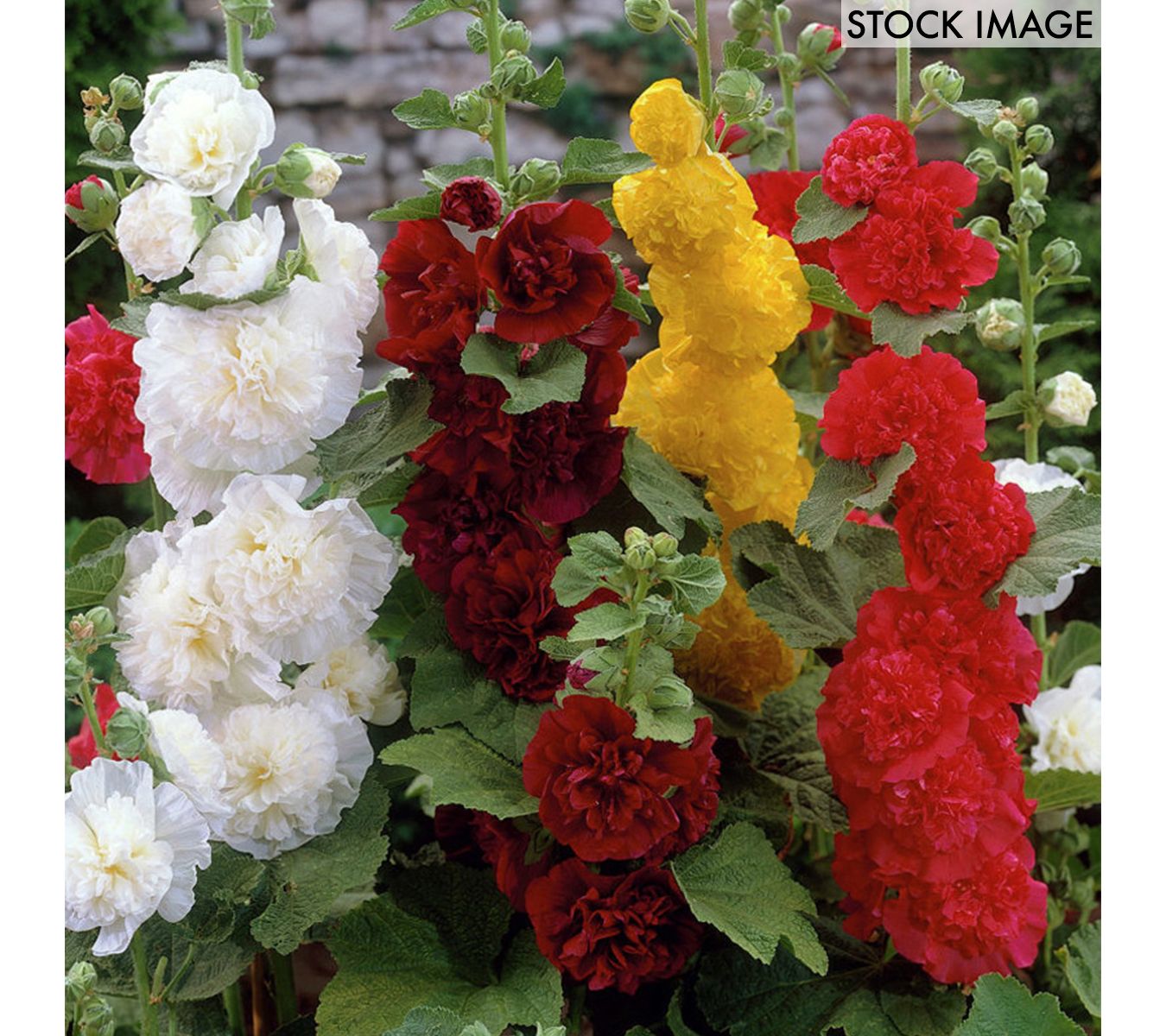 Van Zyverden Hollyhocks Mixed Set of 10 Roots
