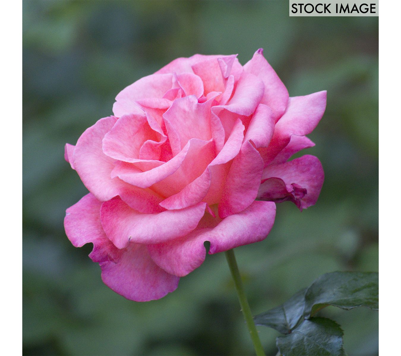 Van Zyverden Roses Queen Elizabeth 1 Root Stock
