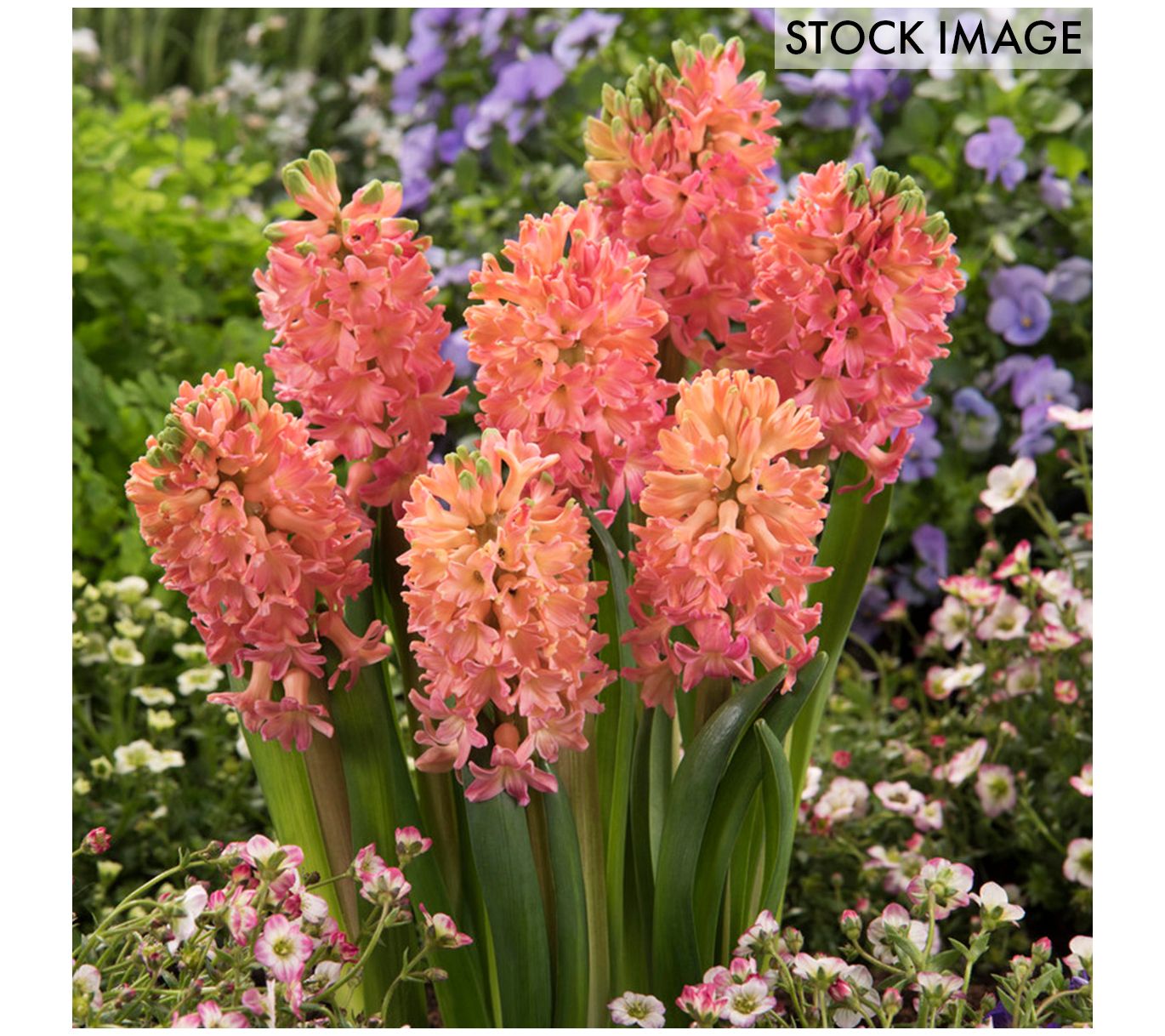 Van Zyverden Hyacinths Sweet Invitation Set of10 Bulbs