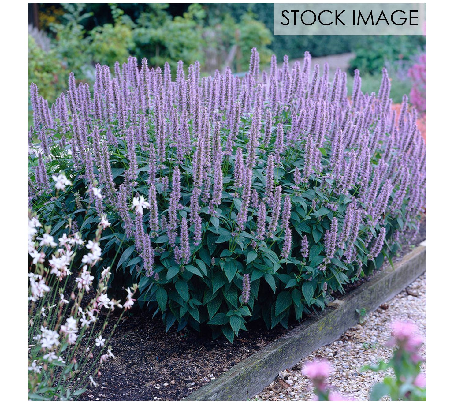 Van Zyverden Agastache Blue Fortune Set of 3 Roots