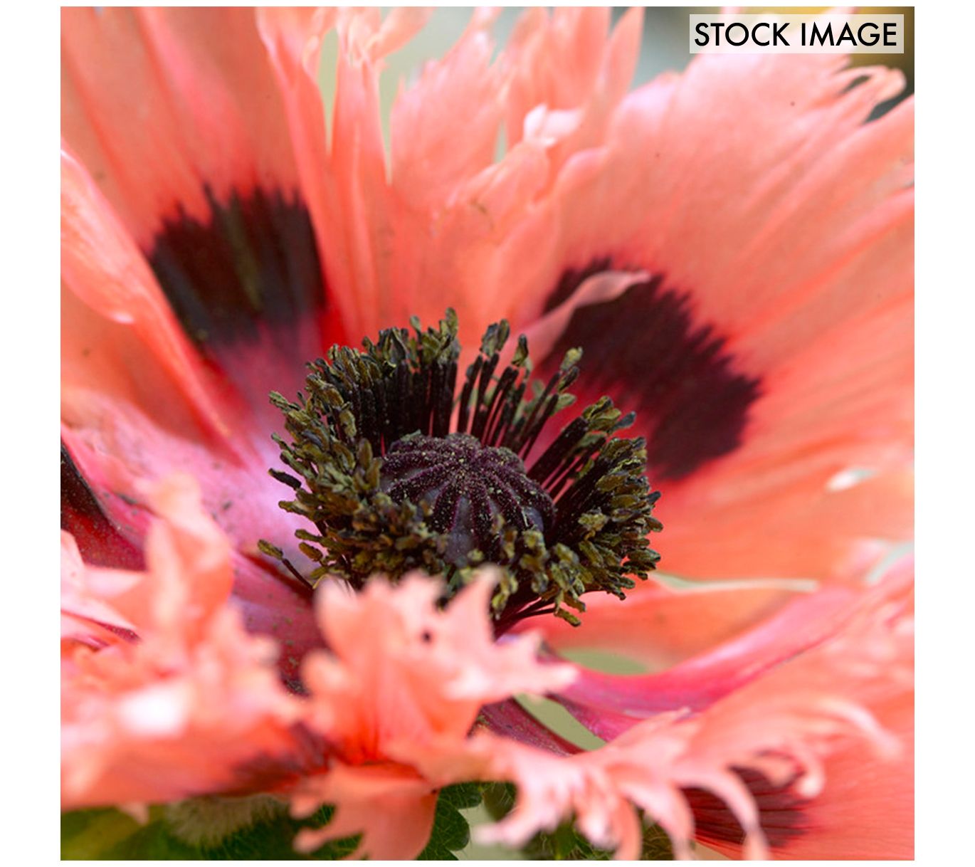 Van Zyverden Poppies Pink Ruffles Set of 5 Roots