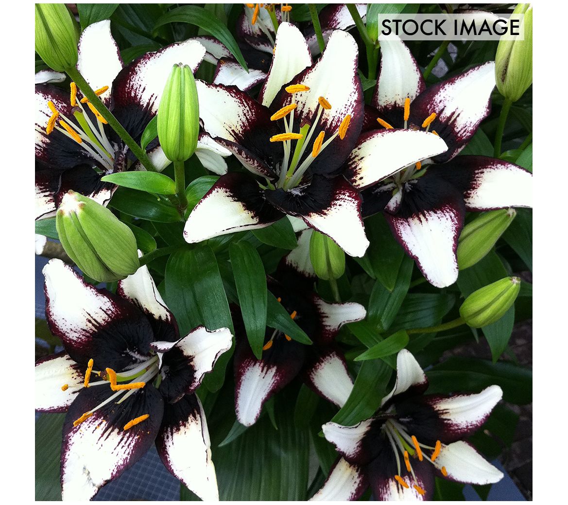 Van Zyverden Lilies Asiatic Black Eye Set of 7Bulbs