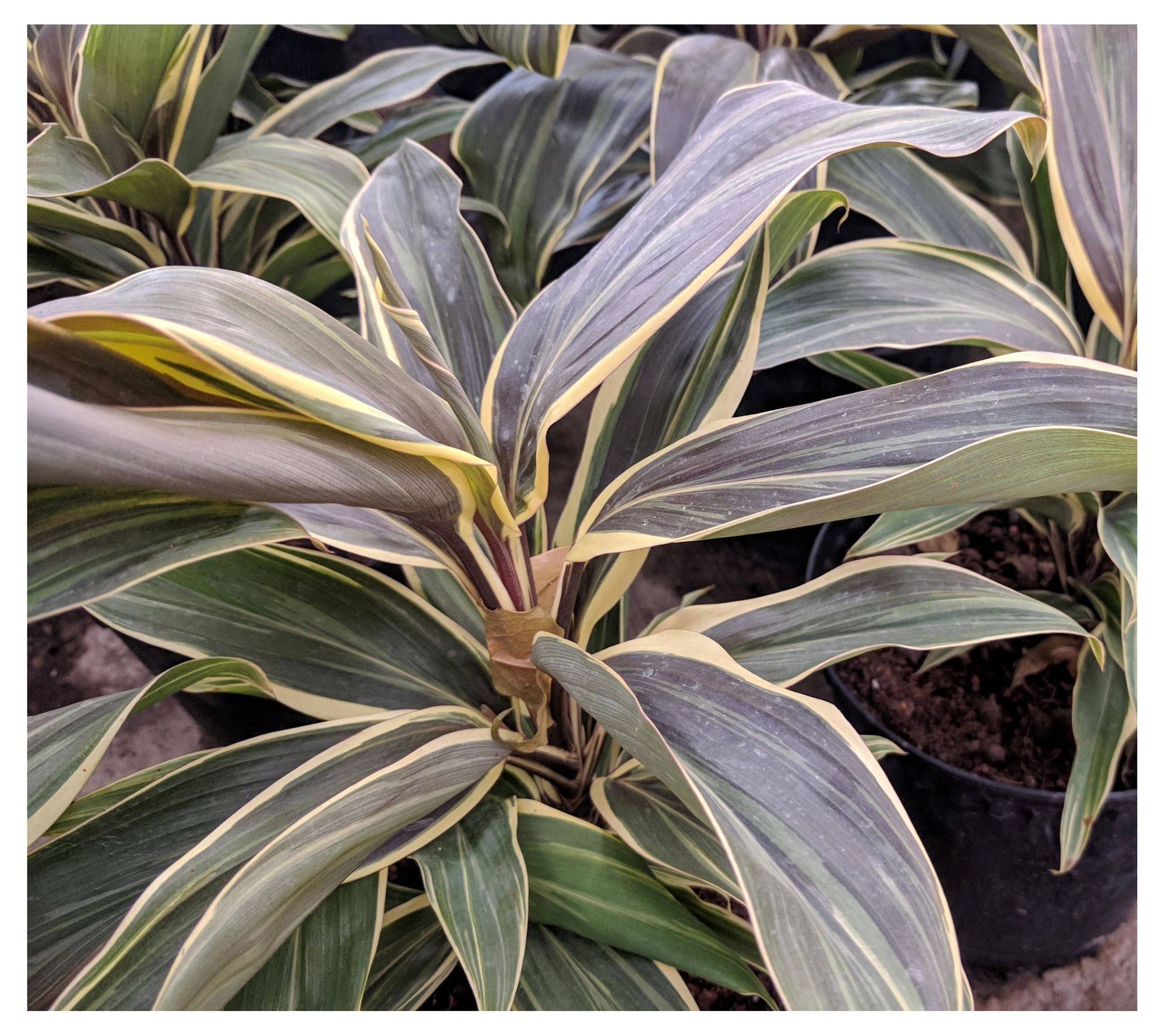 Cottage Farms Chocolate Queen Cordyline