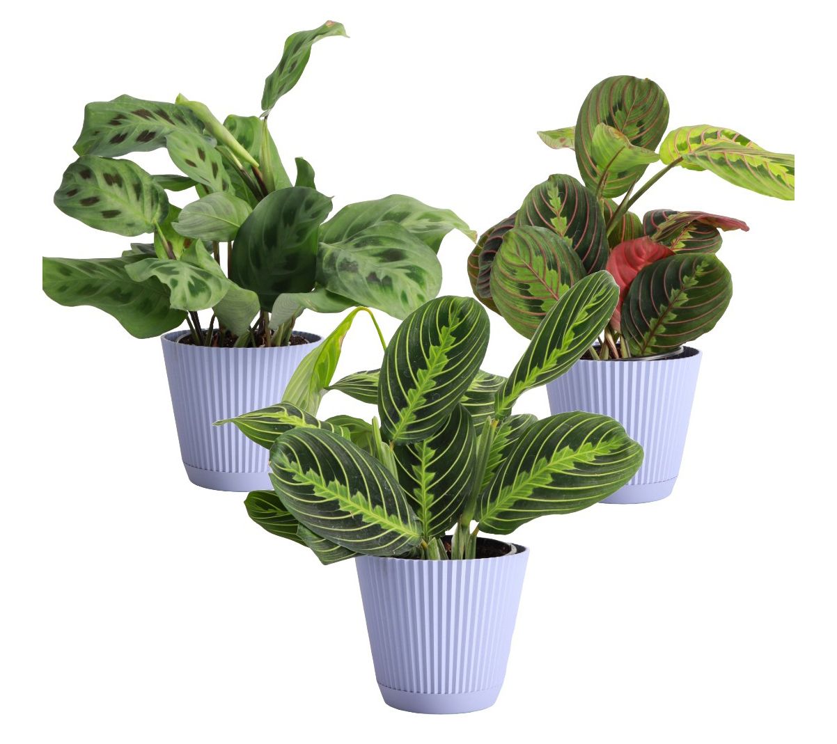Thorsen's Greenhouse 3-Pack of Live 4" Prayer Plants
