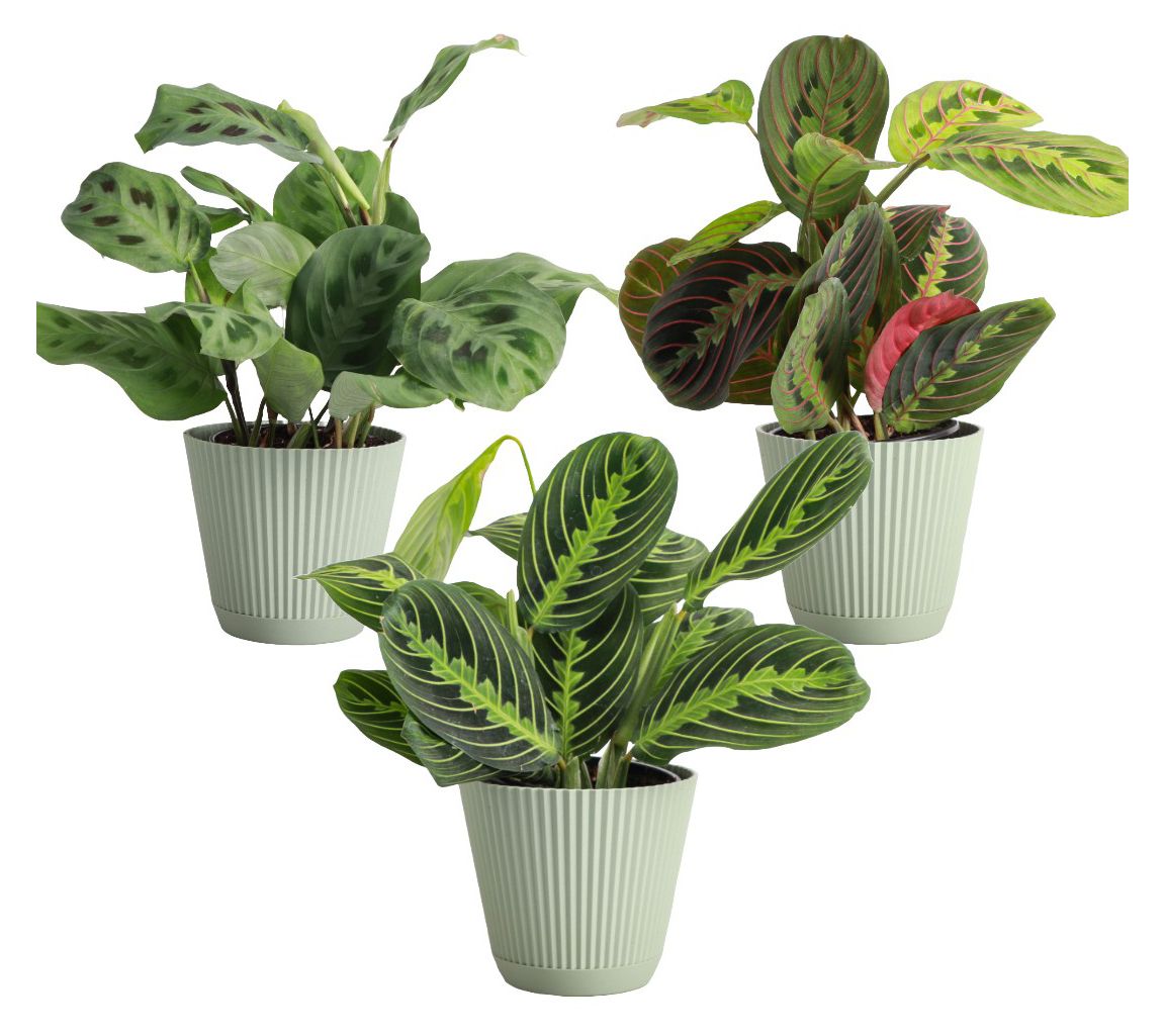 Thorsen's Greenhouse 3-Pack of Live 4" Prayer Plants