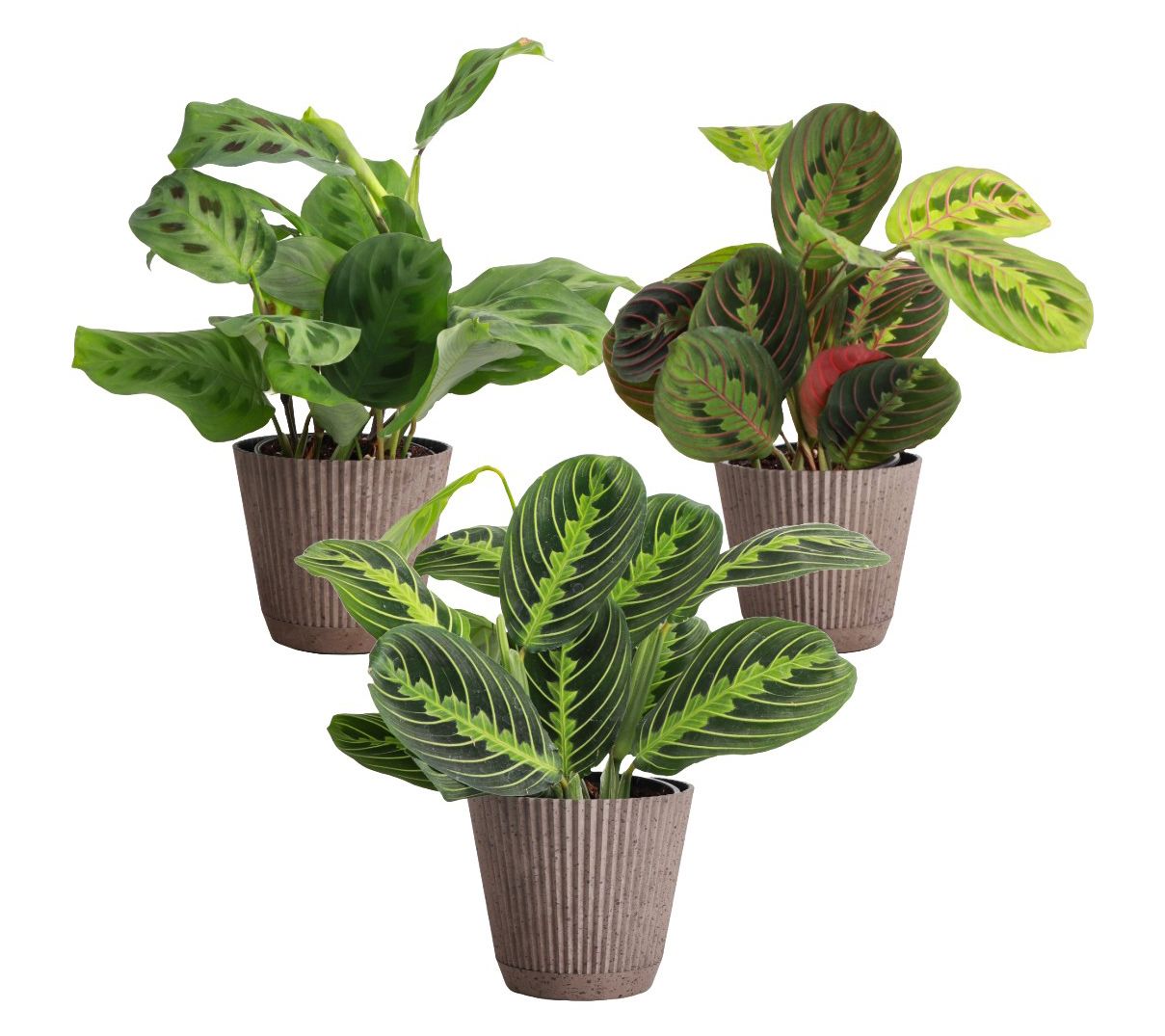 Thorsen's Greenhouse 3-Pack of Live 4" Prayer Plants